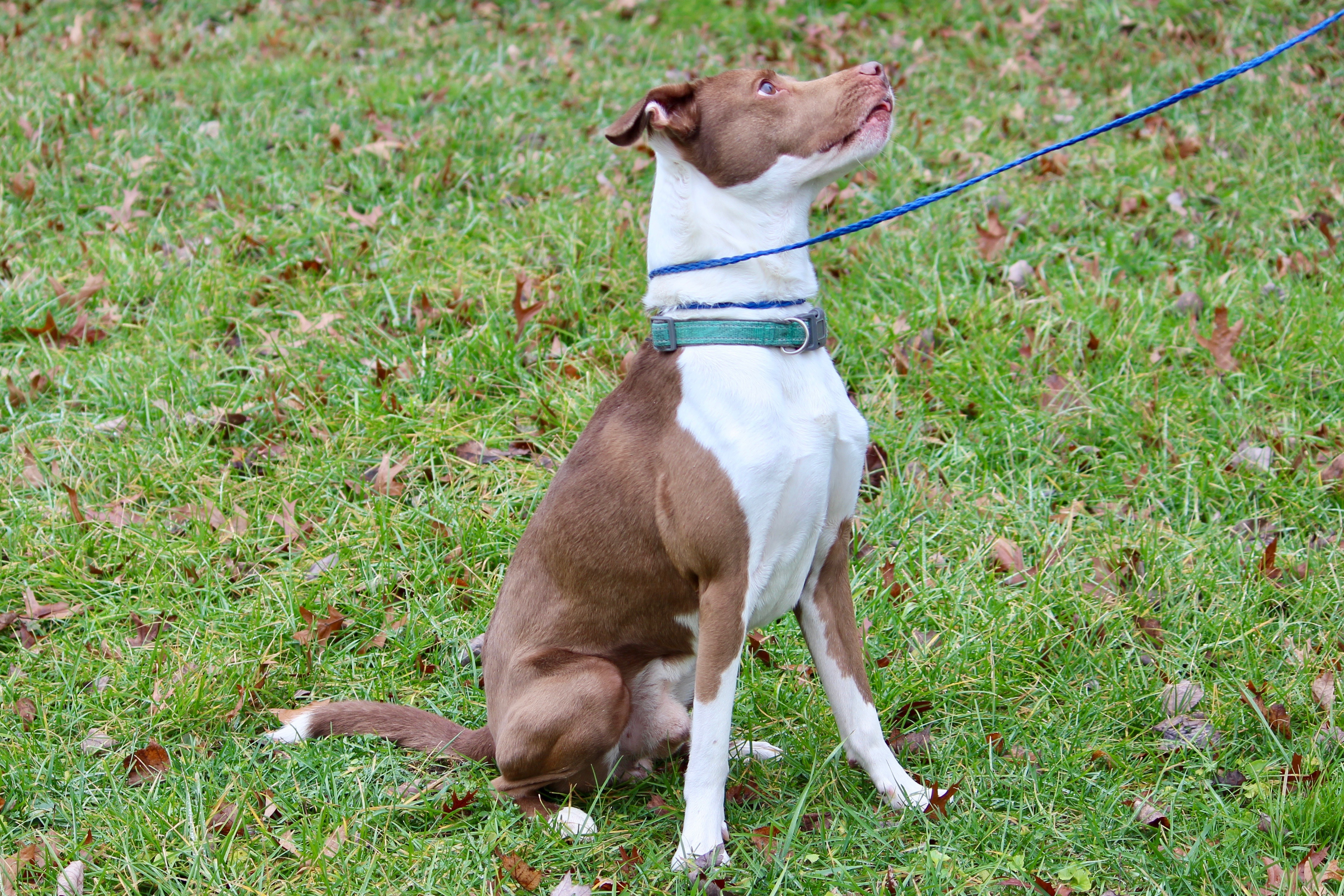 COOPER, a Adoptable Mixed Breed in Brazil, IN image 4/12