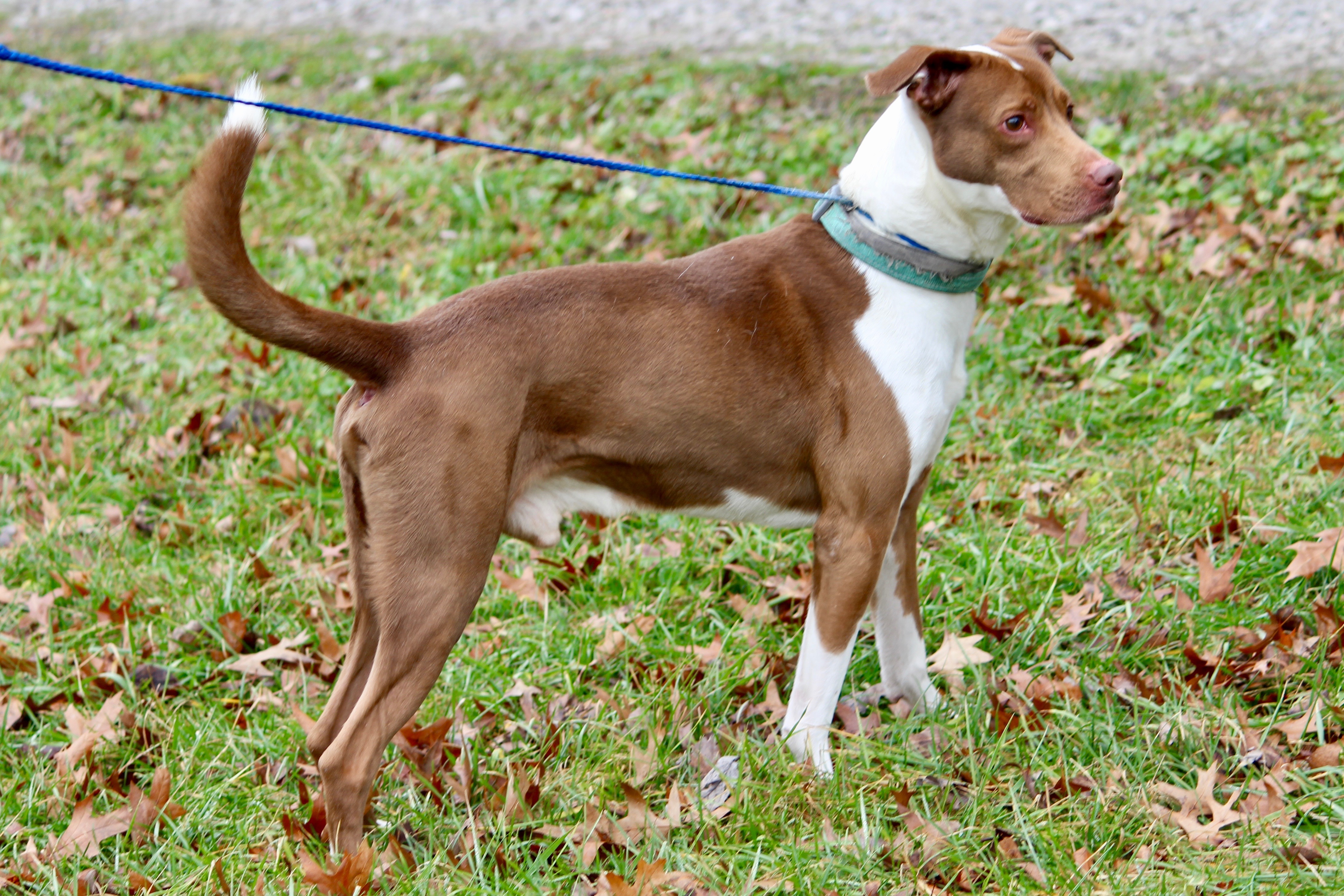 COOPER, a Adoptable Mixed Breed in Brazil, IN image 6/12