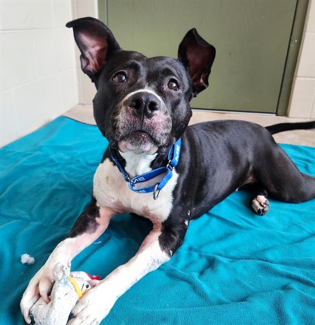 NIAGARA, Adoptable, Adult Female Pit Bull Terrier & Mixed Breed.