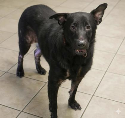 Charlie, Adoptable, Adult Male Labrador Retriever & Shepherd.