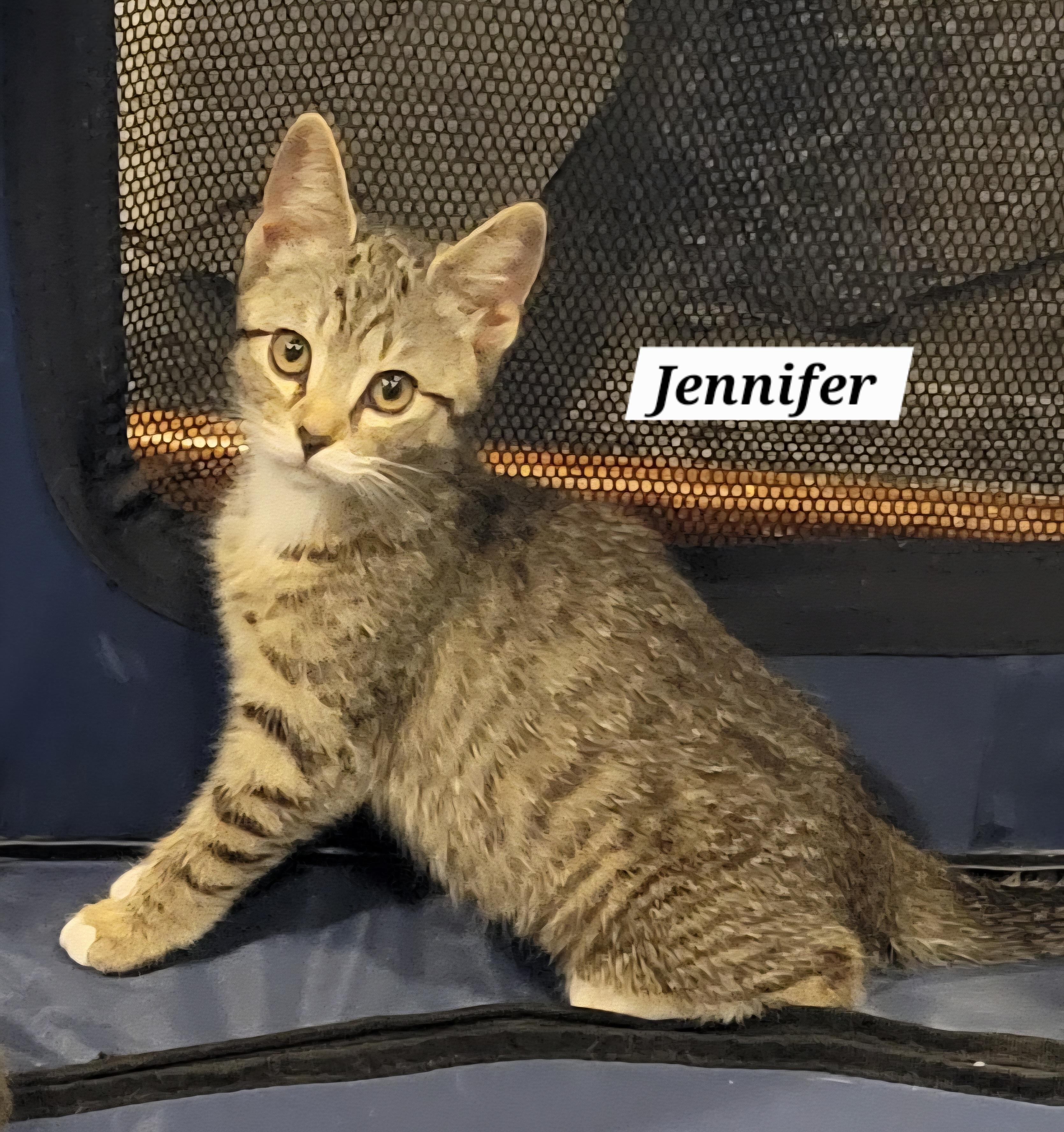 Jennifer - Criminal Minds Litter, Baby Female Domestic Short Hair