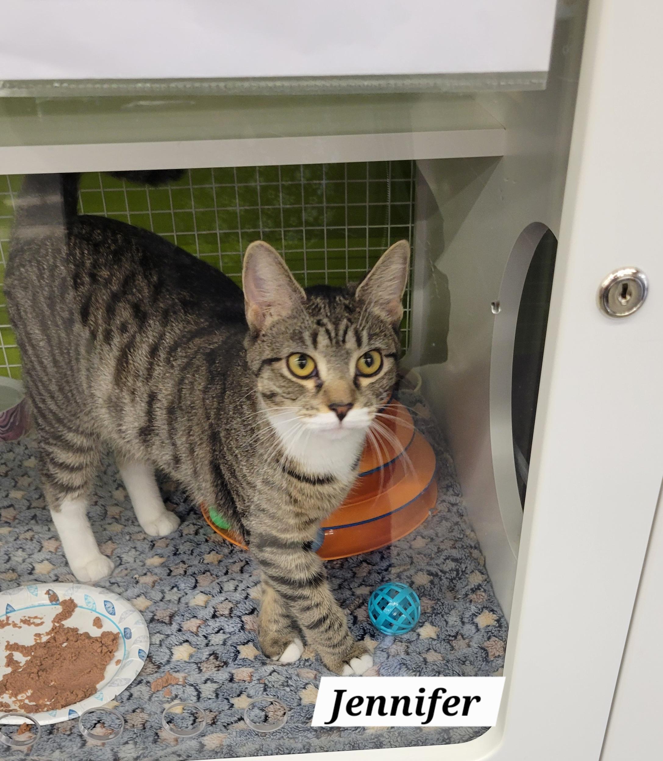 Enlarge Jennifer - Criminal Minds Litter, a Adoptable Domestic Short Hair in Green Brook, NJ image 1/1