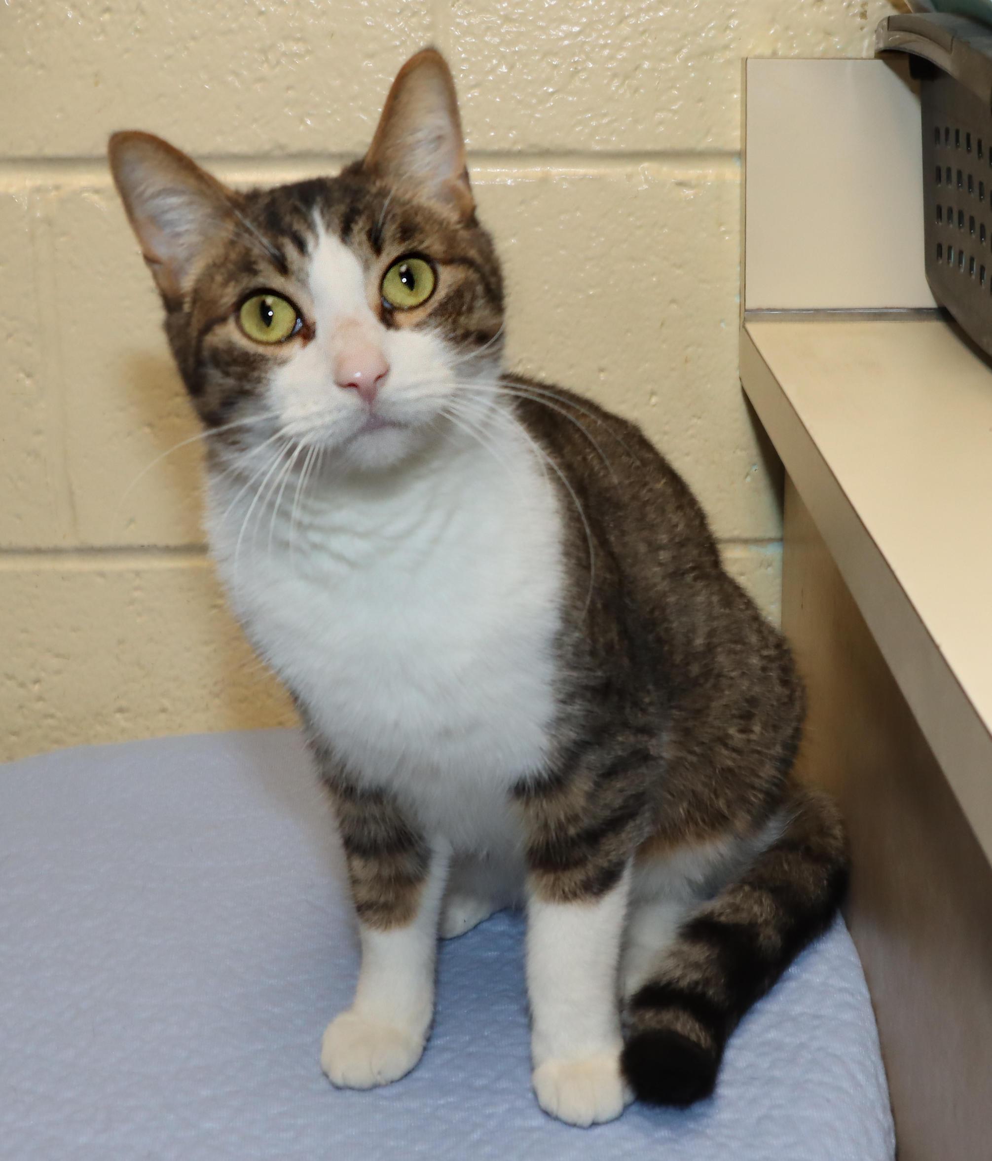 Enlarge Levi, an adoptable Tabby in Euclid, OH image 5/6