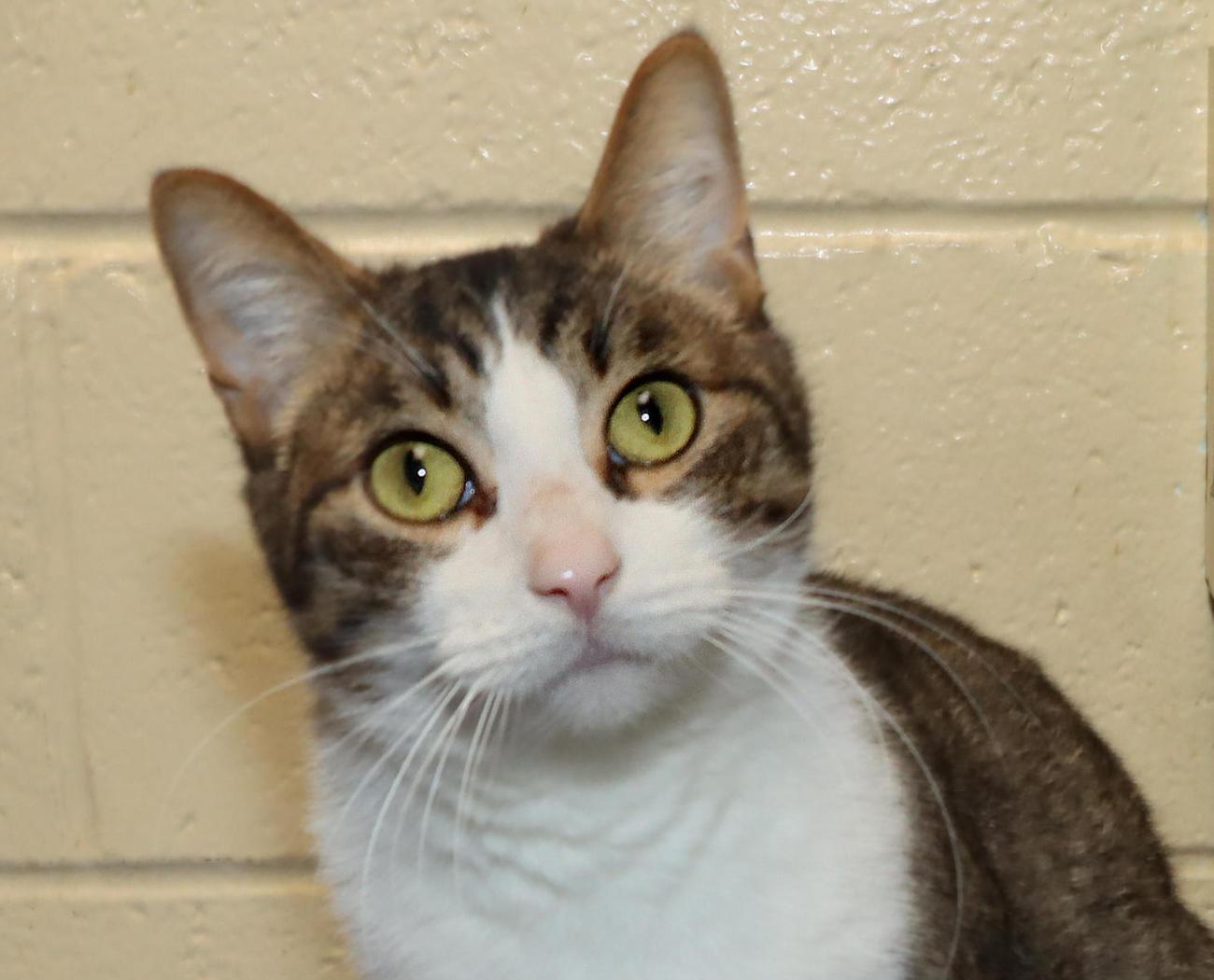 Levi, adoptable, Adult Male Tabby.