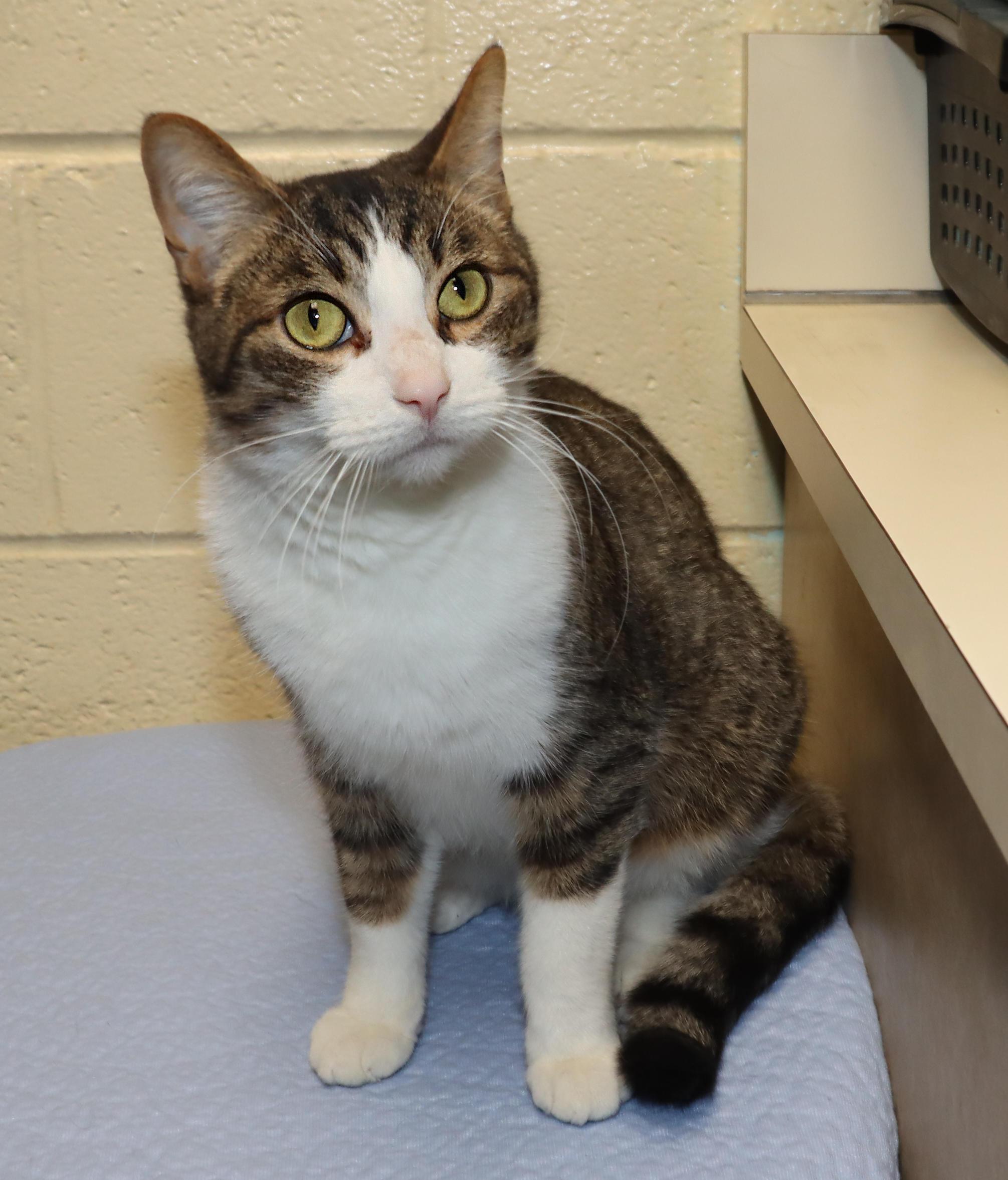 Enlarge Levi, an adoptable Tabby in Euclid, OH image 3/6