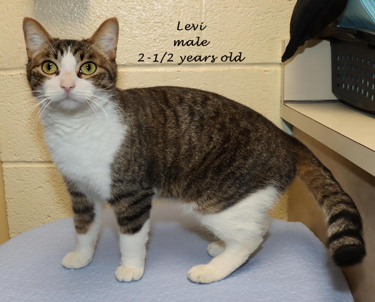 Enlarge Levi, an adoptable Tabby in Euclid, OH image 2/6