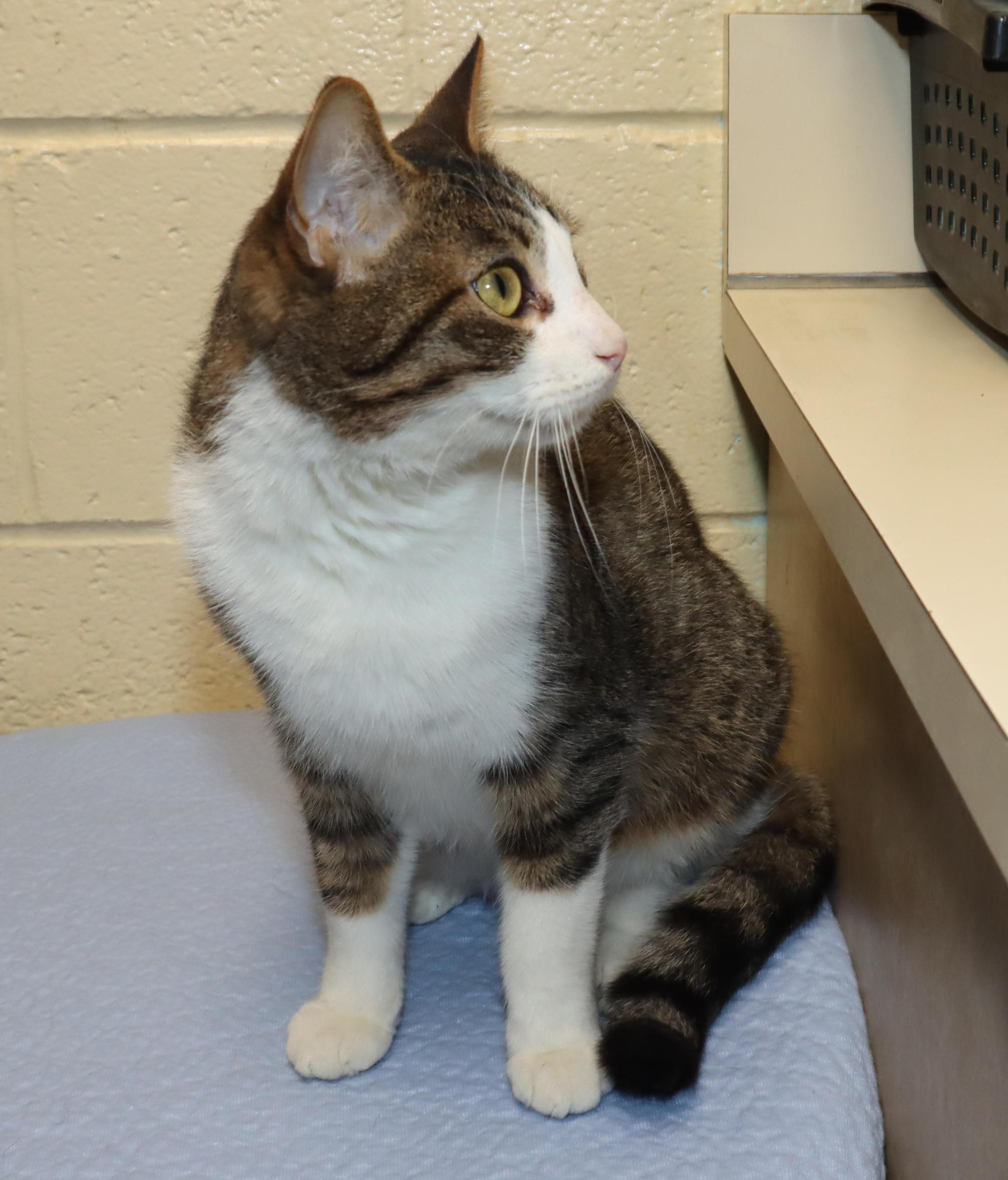 Enlarge Levi, an adoptable Tabby in Euclid, OH image 6/6
