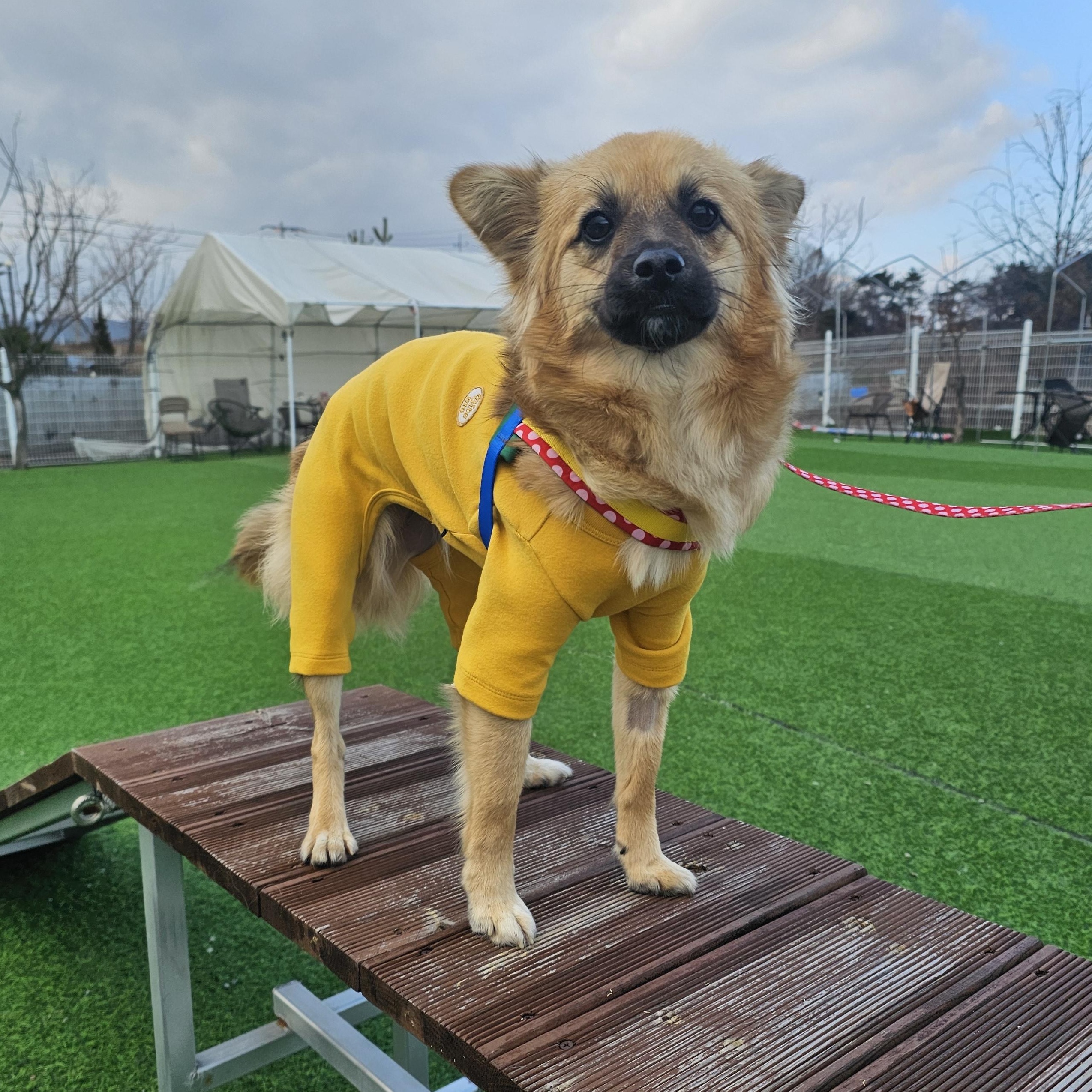 Sophia, ADOPTABLE, Young Female Jindo & Pomeranian.