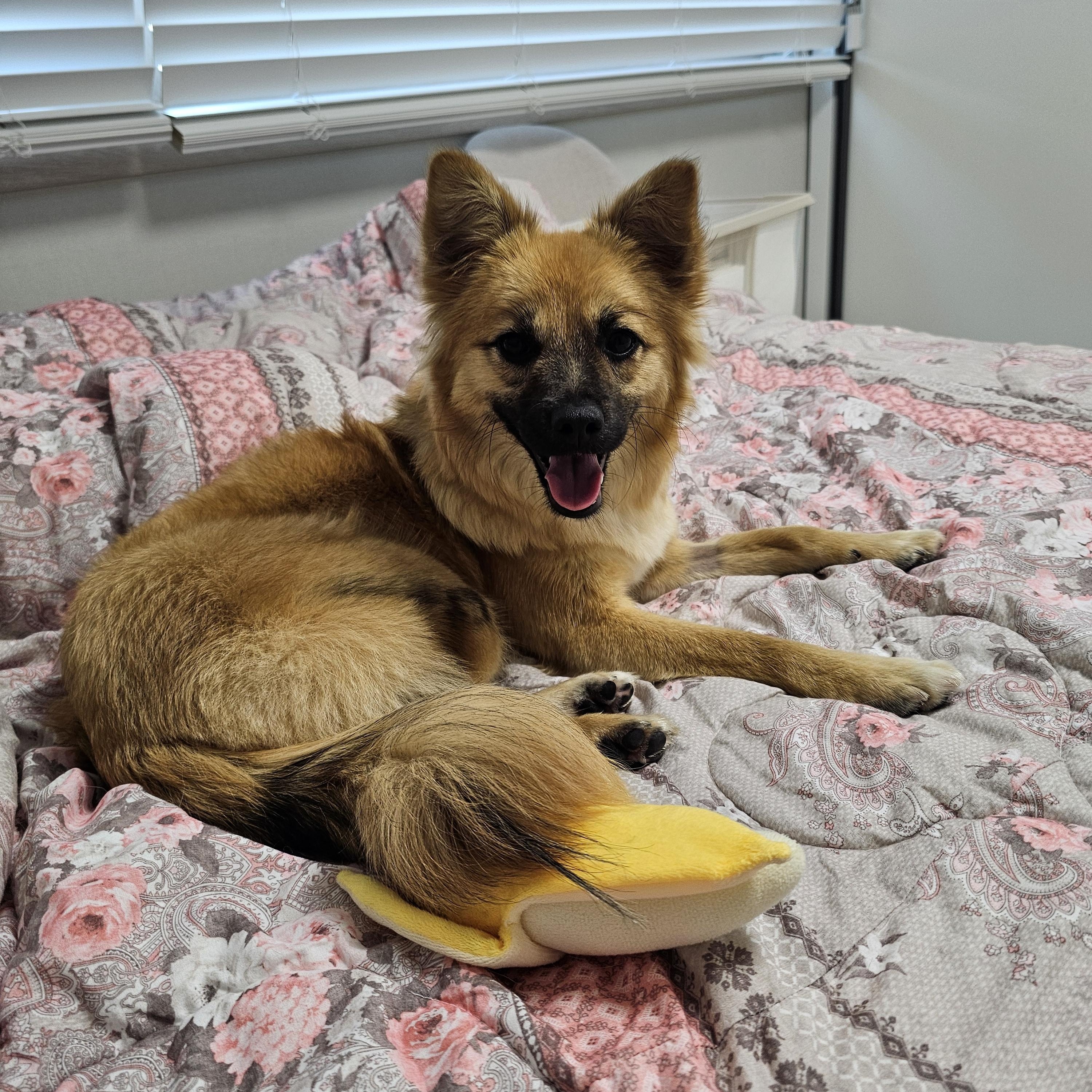 Enlarge Sophia, a ADOPTABLE mixed breed in Manchester , NH image 3/6