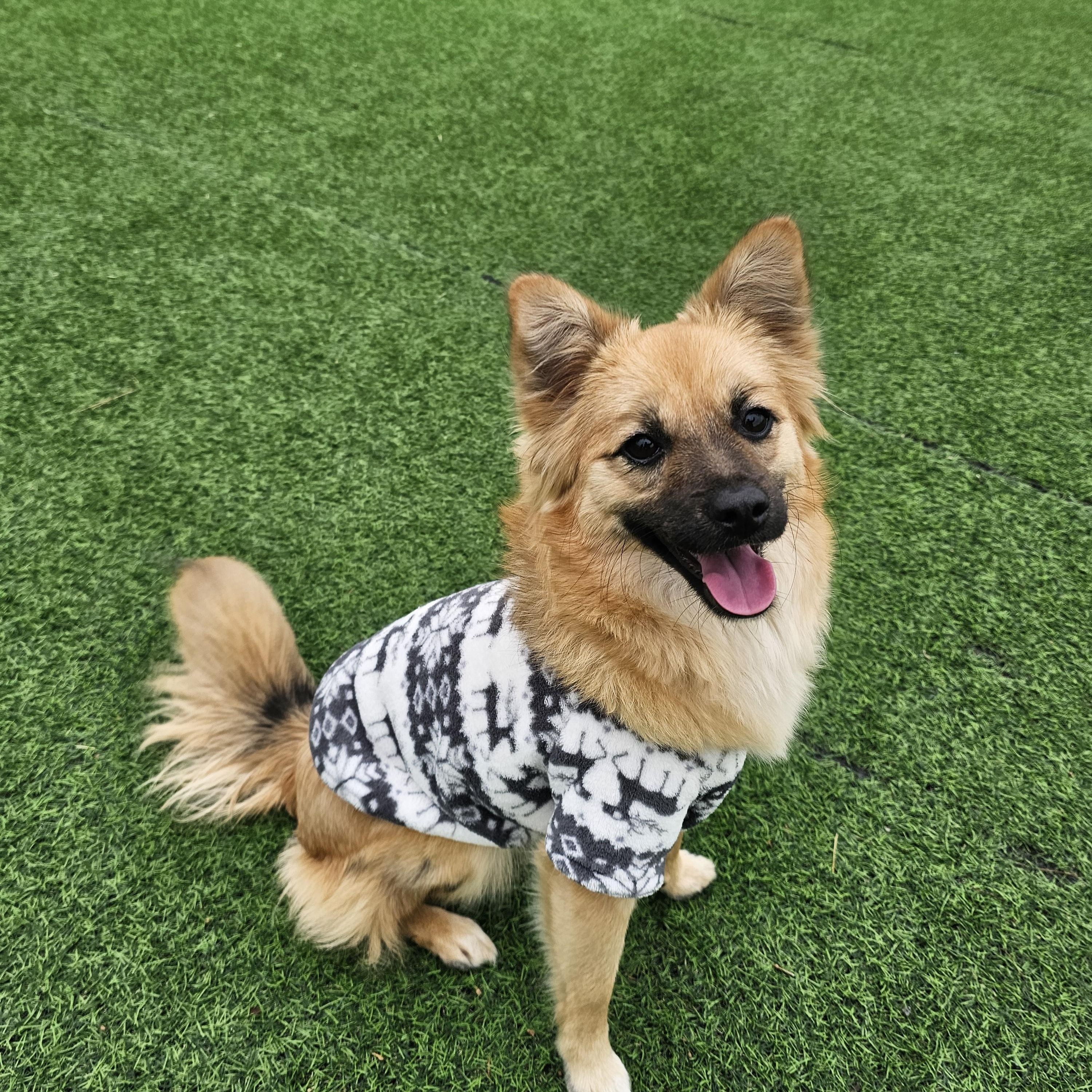 Enlarge Sophia, a ADOPTABLE mixed breed in Manchester , NH image 1/6