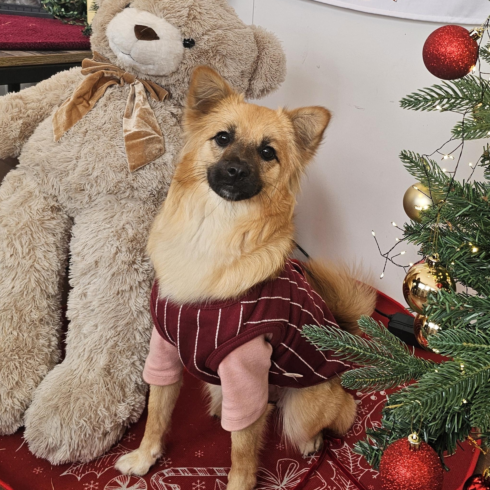 Enlarge Sophia, a ADOPTABLE mixed breed in Manchester , NH image 5/6