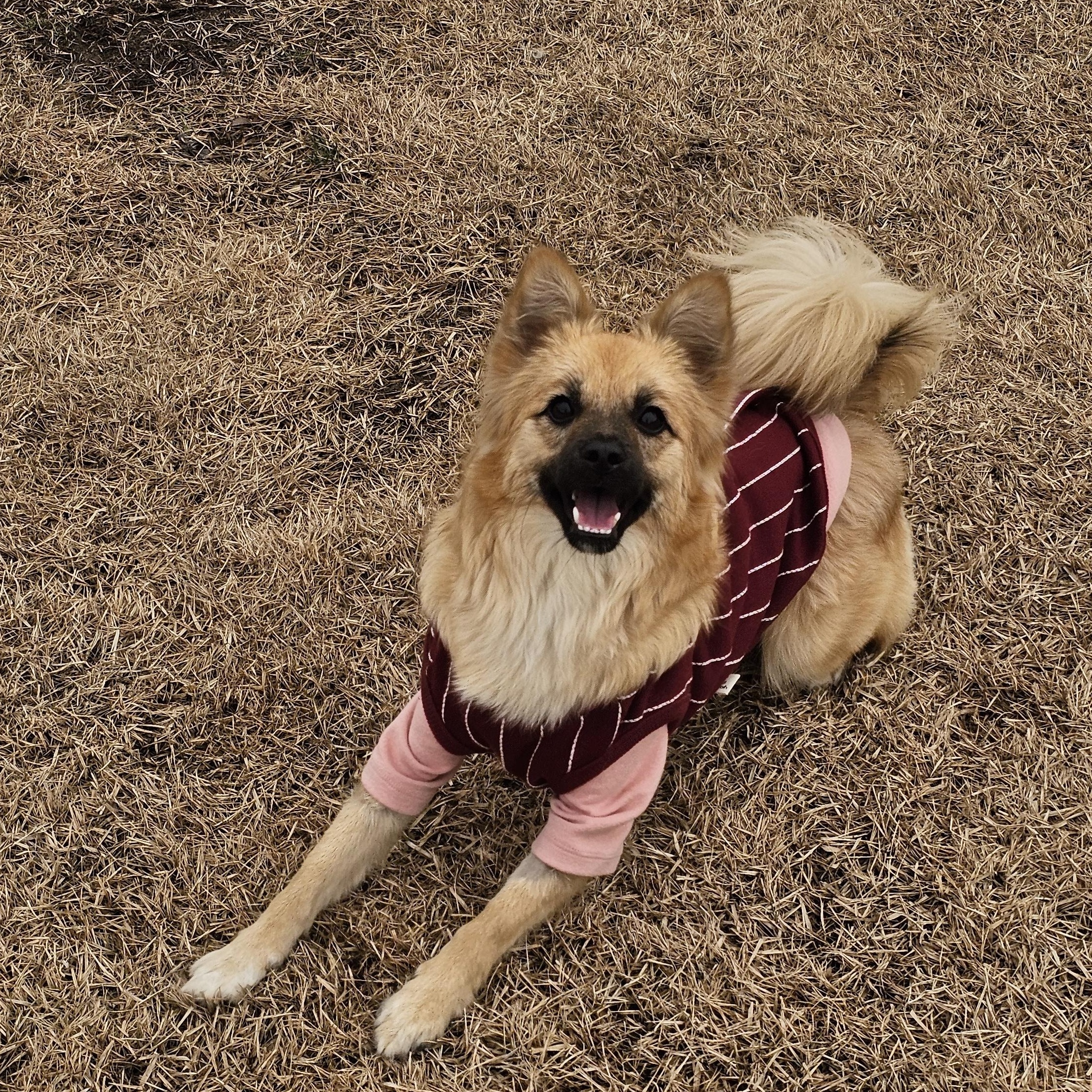 Enlarge Sophia, a ADOPTABLE mixed breed in Manchester , NH image 2/6