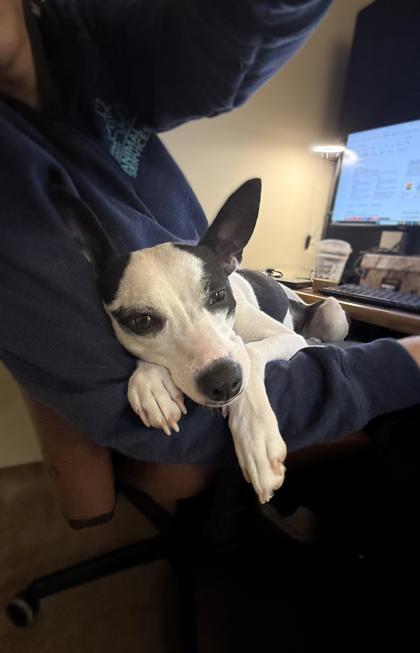 Bella, a Adoptable Mixed Breed in Fairfax, VA image 1/3