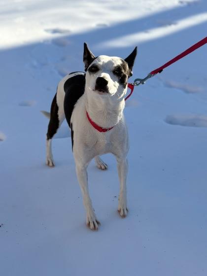 Bella, a Adoptable Mixed Breed in Fairfax, VA image 2/3