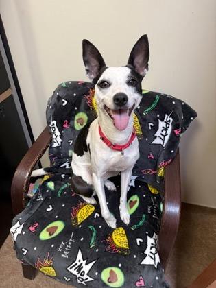 Bella, a Adoptable Mixed Breed in Fairfax, VA image 3/3