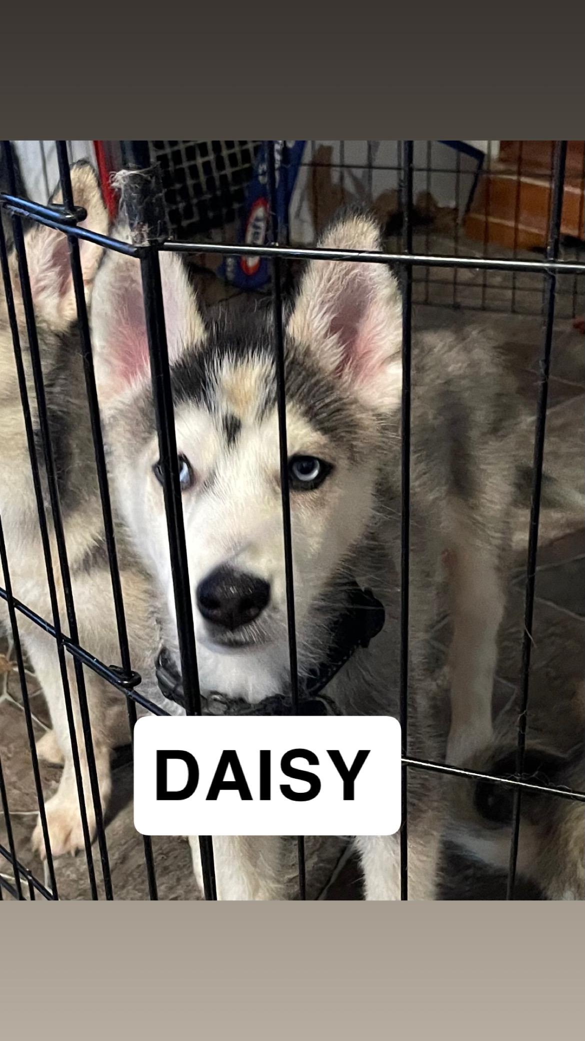 Daisy