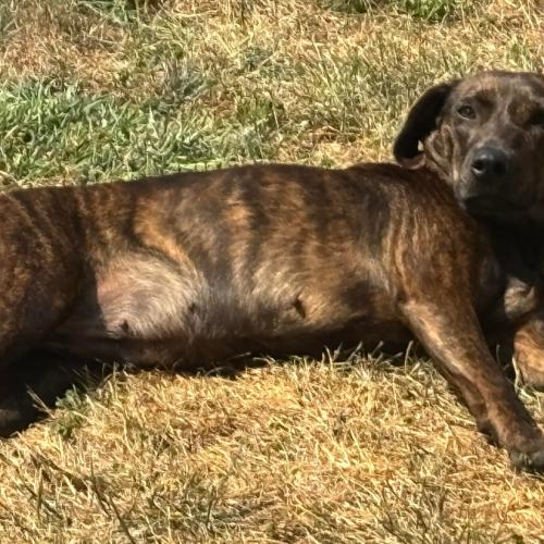 Mabel, Adoptable, Young Female Hound & Mixed Breed.