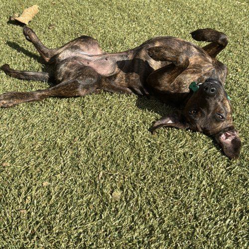 Mabel, Adoptable, Young Female Hound & Mixed Breed.