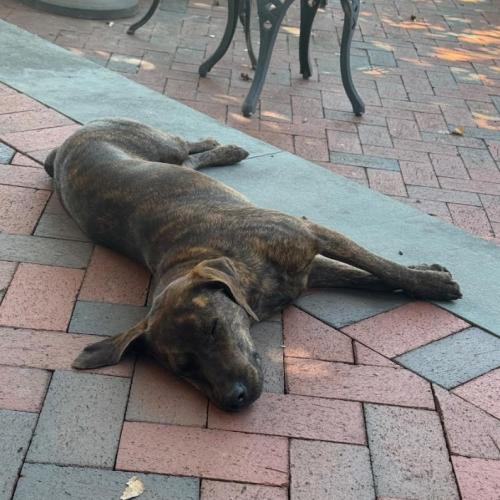 Enlarge Mabel, a Adoptable mixed breed in Washington DC, DC image 3/6