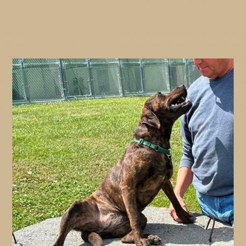 Mabel, a Adoptable mixed breed in Washington DC, DC image 3/5
