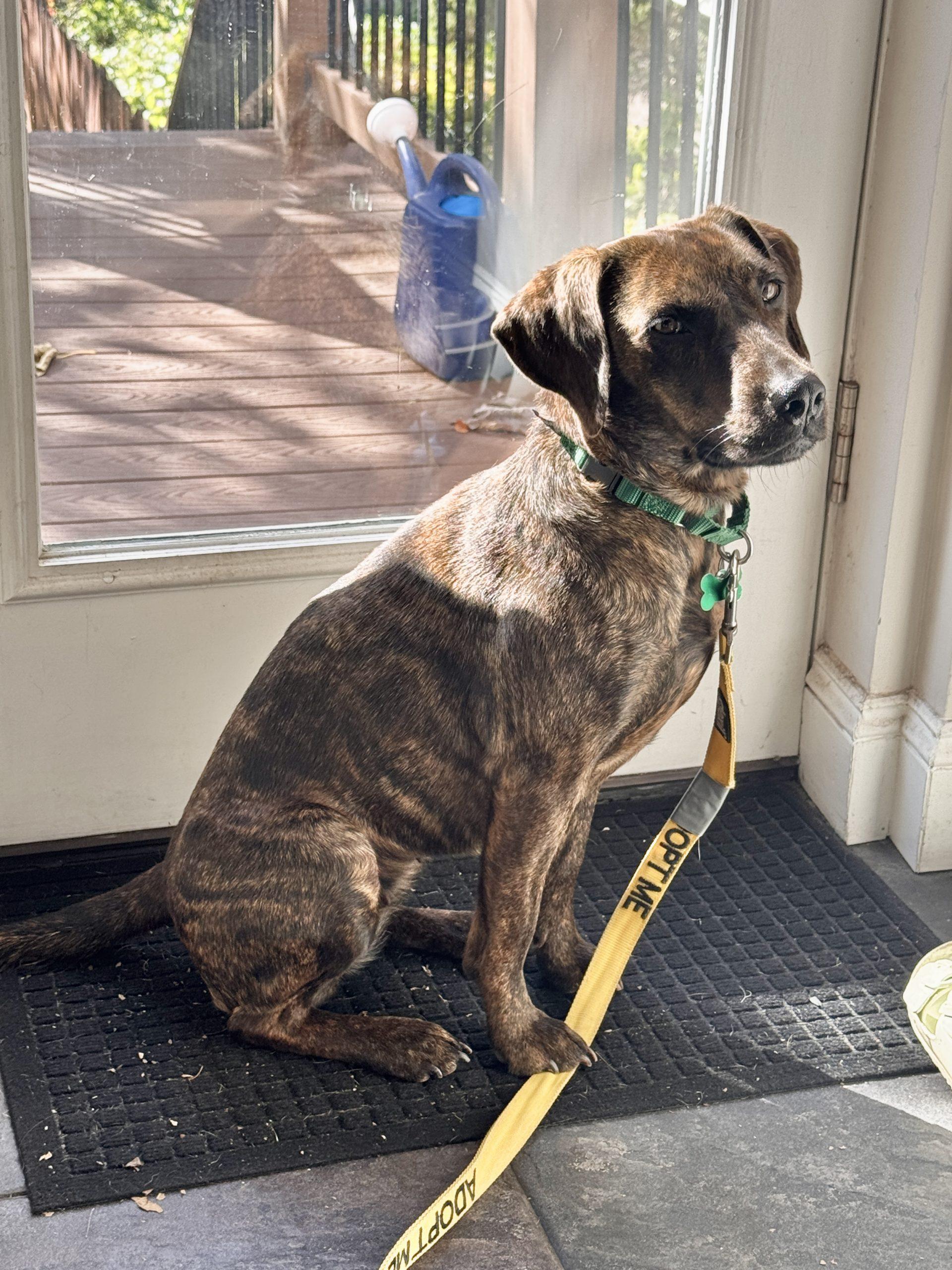 Enlarge Mabel, a Adoptable mixed breed in Washington DC, DC image 6/6