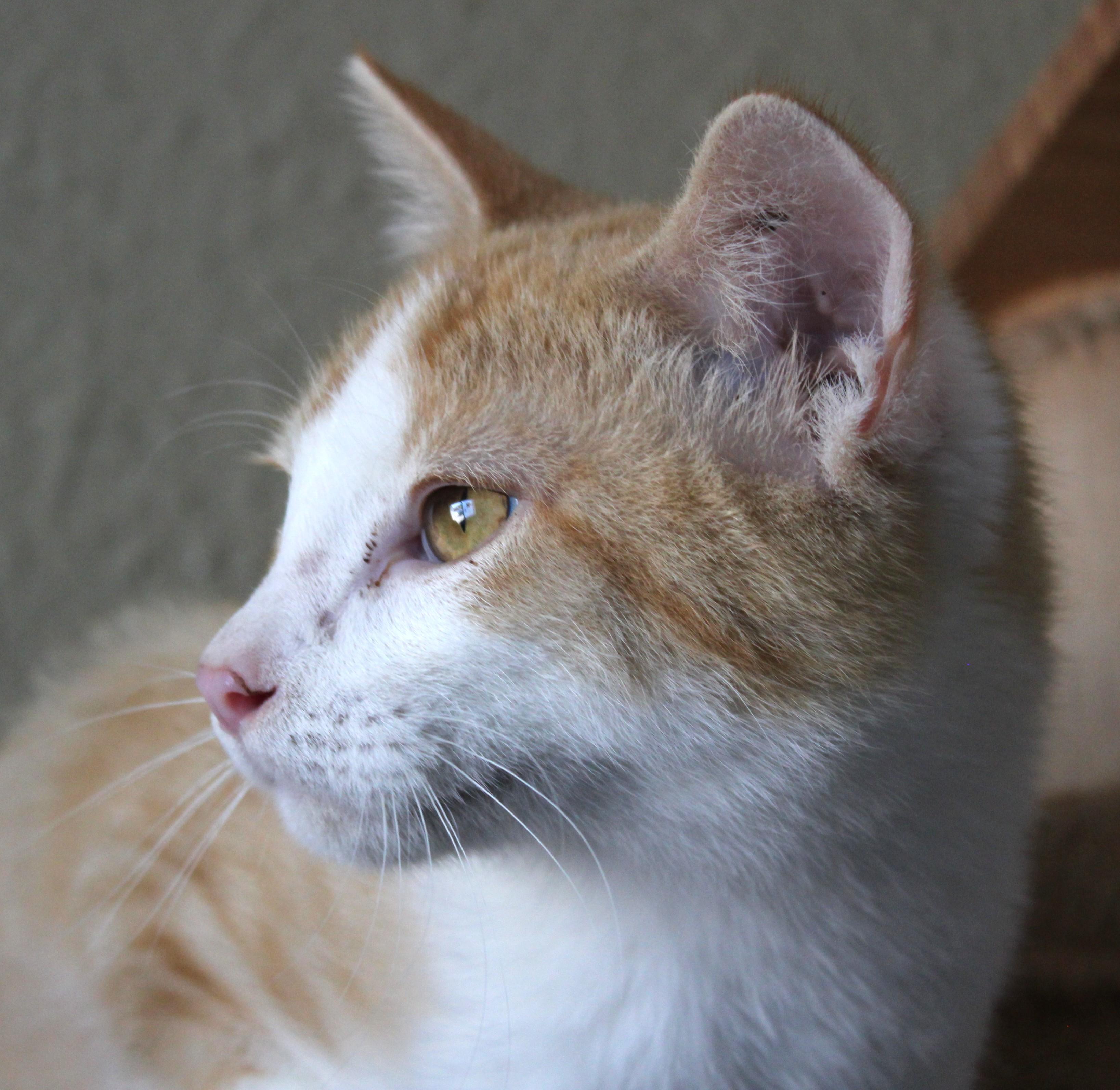 Enlarge Cheddar, a Adopted mixed breed in Huron, SD image 4/5