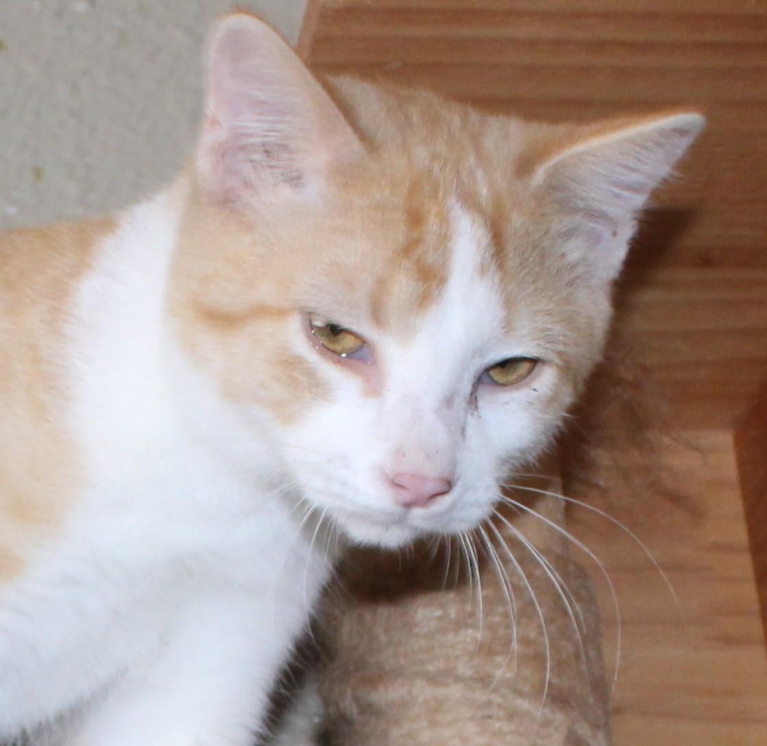 Enlarge Cheddar, a Adopted mixed breed in Huron, SD image 3/5