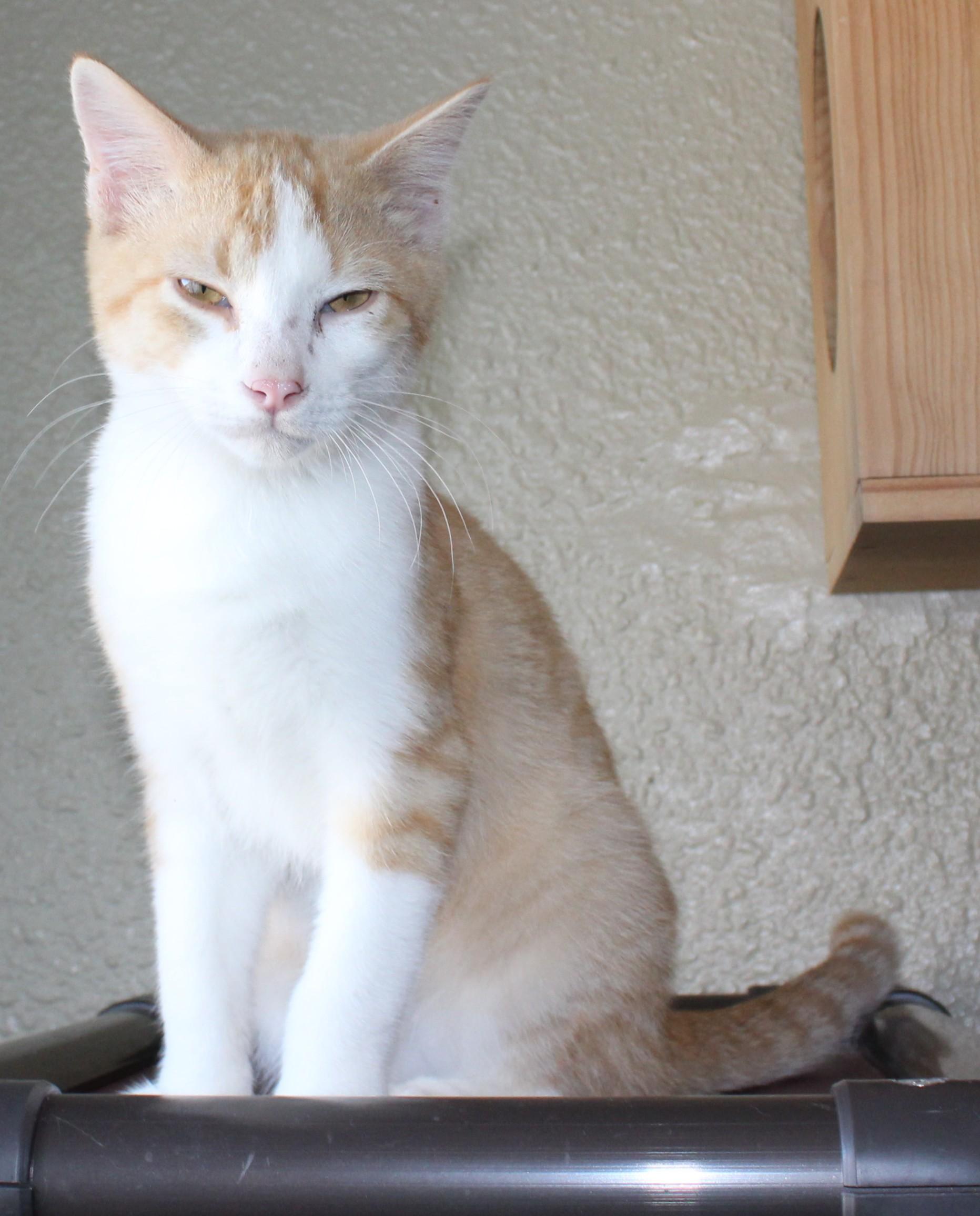 Cheddar photo