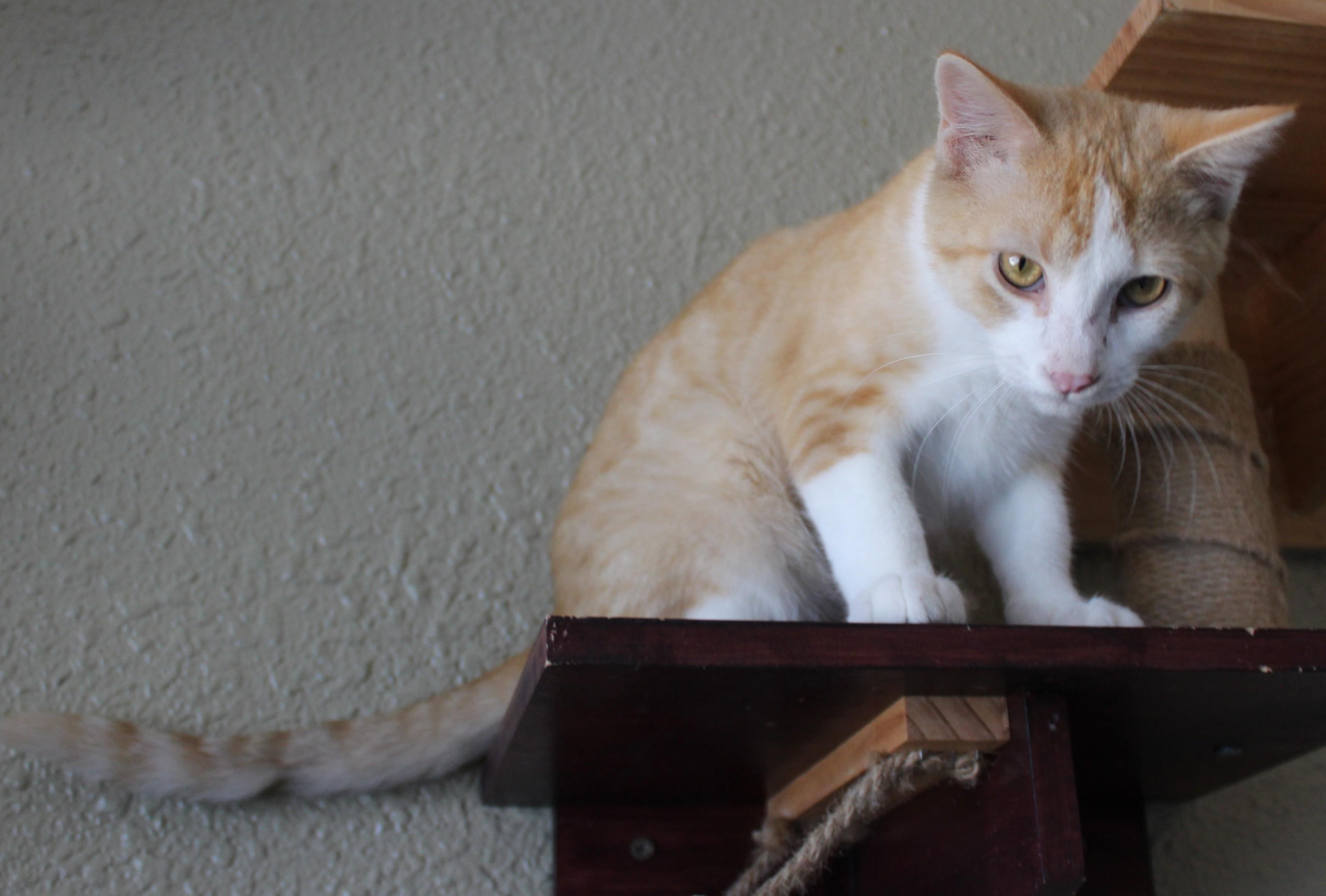 Enlarge Cheddar, a Adopted mixed breed in Huron, SD image 5/5
