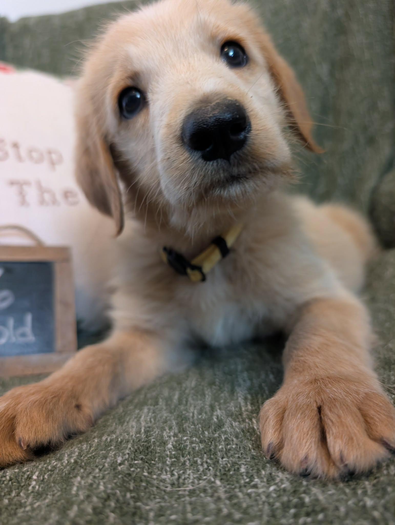 Enlarge Anchor, a Adopted mixed breed in Tulsa, OK image 1/5