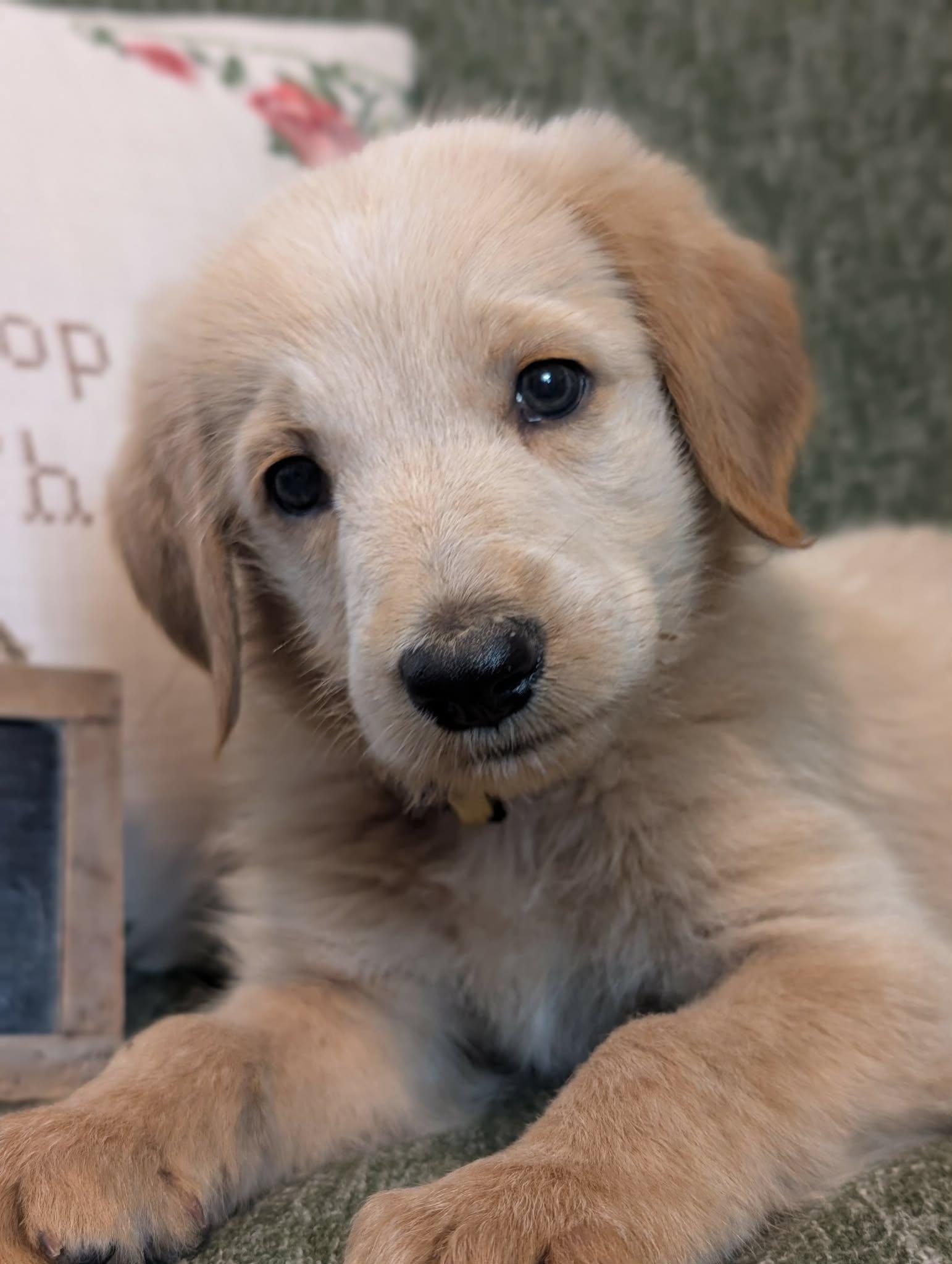 Enlarge Anchor, a Adopted mixed breed in Tulsa, OK image 2/5