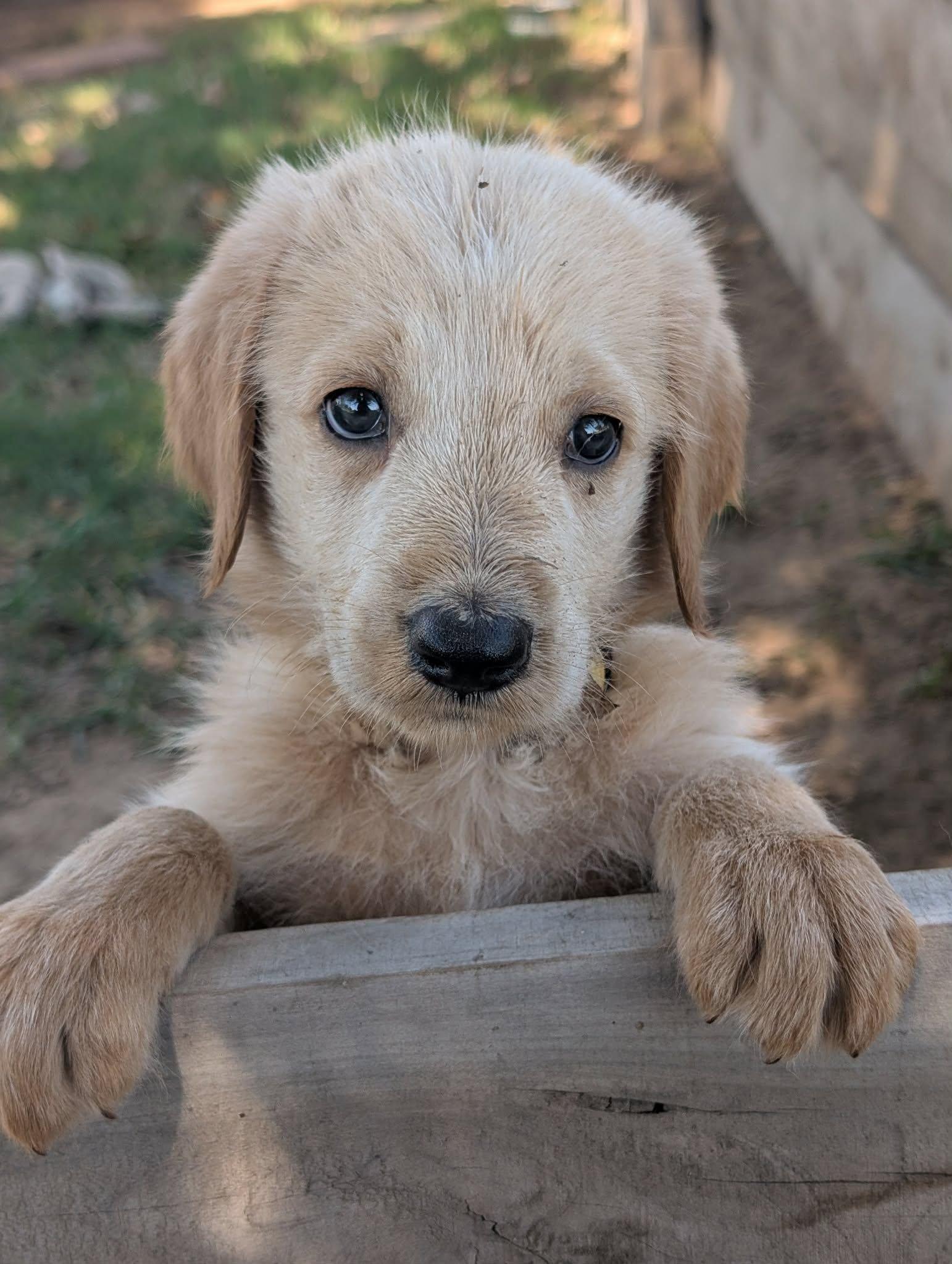Enlarge Anchor, a Adopted mixed breed in Tulsa, OK image 3/5