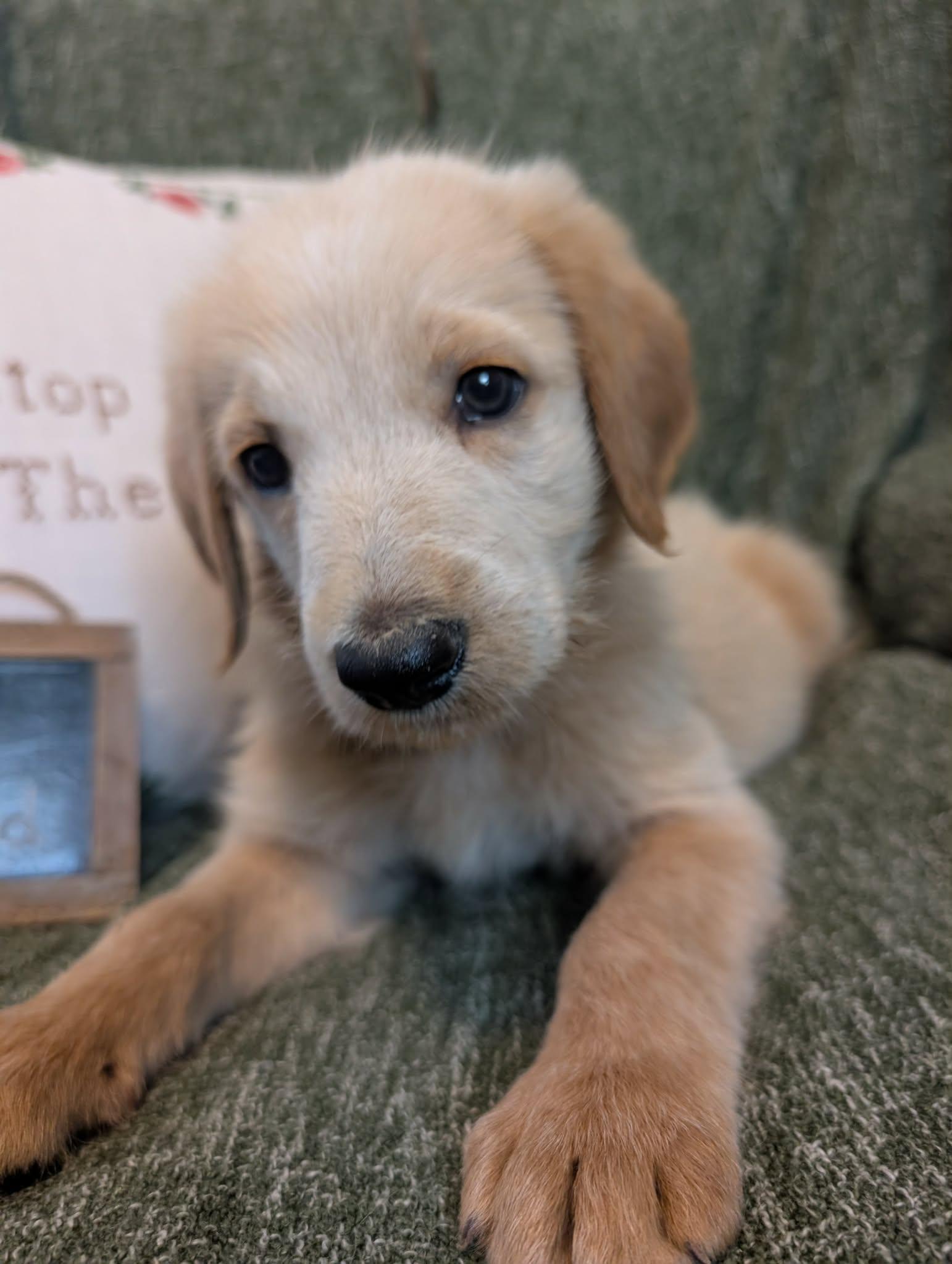 Enlarge Anchor, a Adopted mixed breed in Tulsa, OK image 4/5
