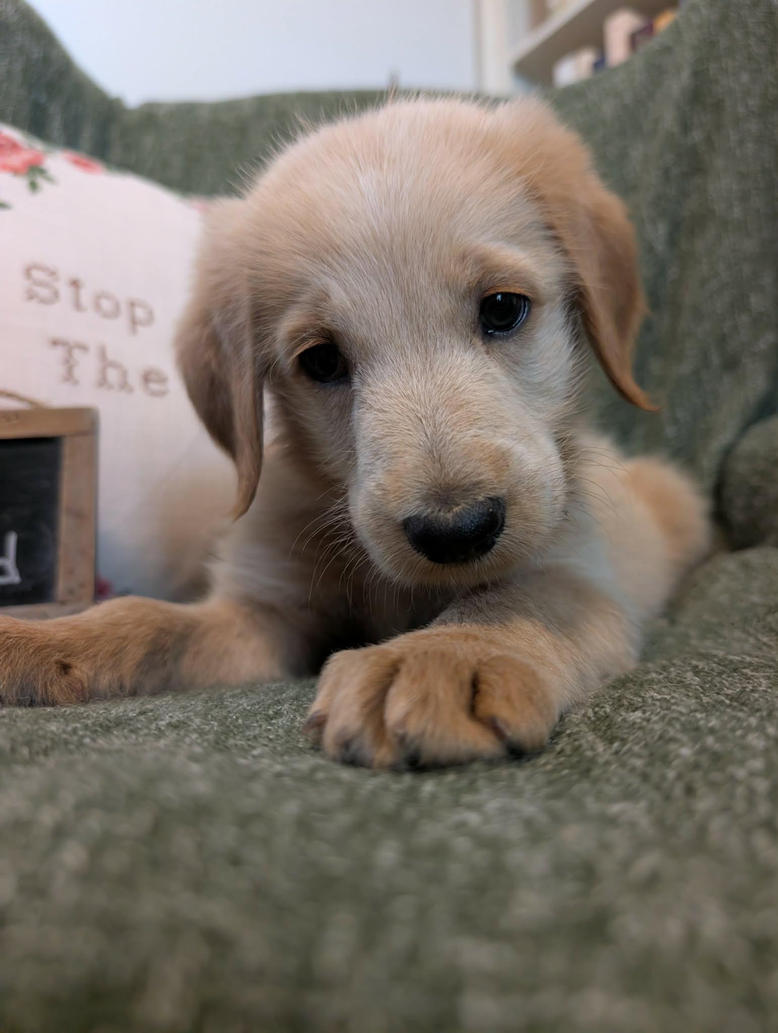 Enlarge Anchor, a Adopted mixed breed in Tulsa, OK image 5/5