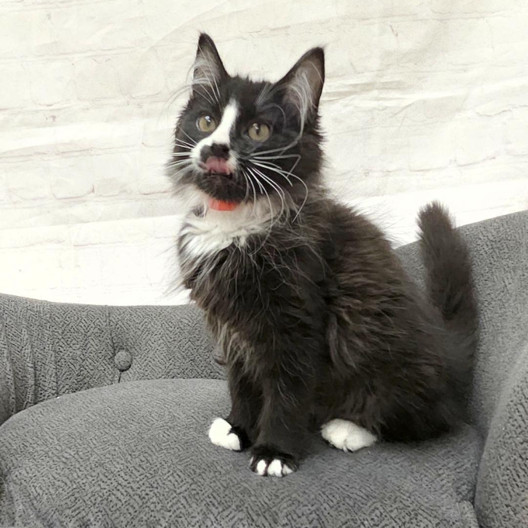 Enlarge Starfish, an adopted Domestic Medium Hair in Red Wing, MN image 1/3