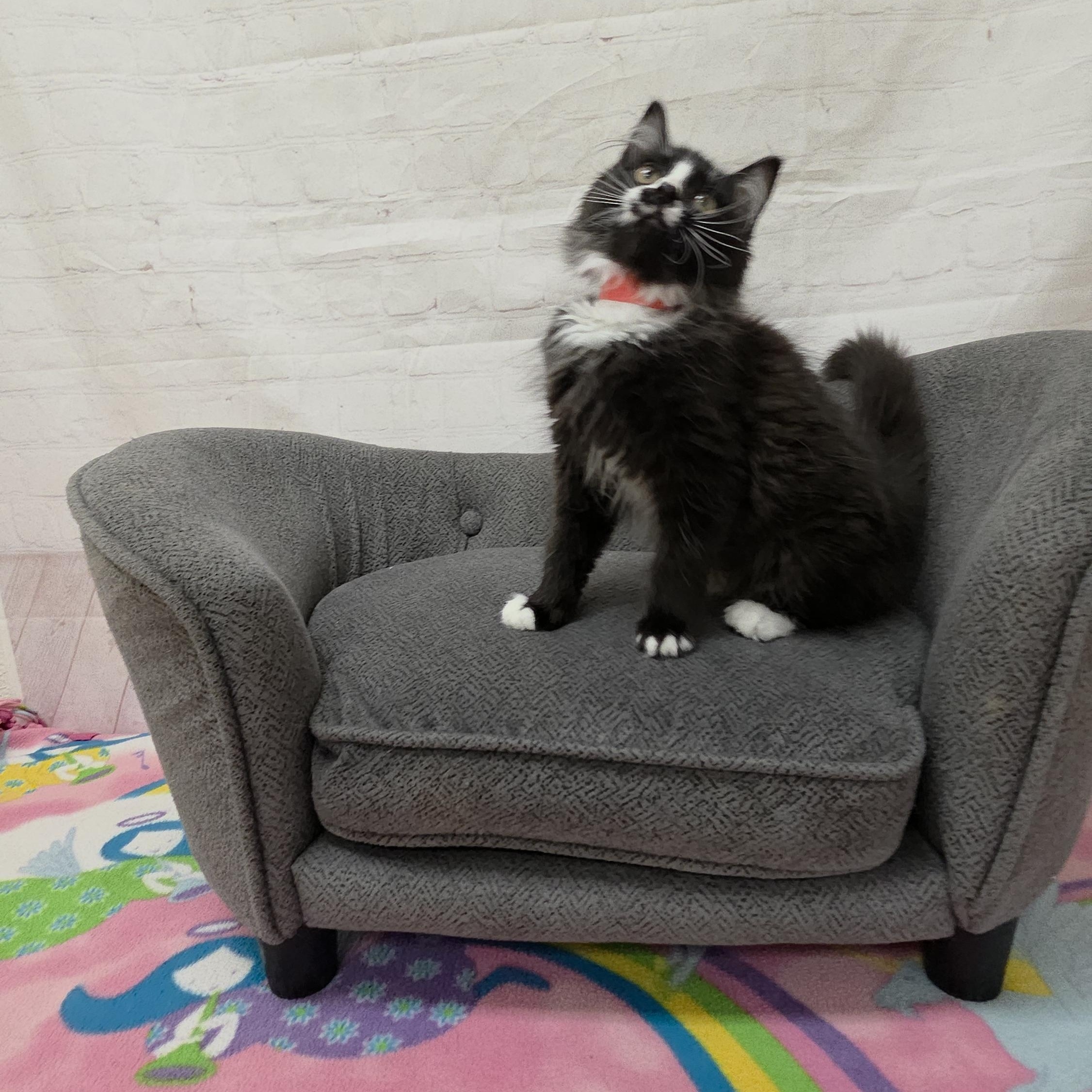 Enlarge Starfish, an adopted Domestic Medium Hair in Red Wing, MN image 3/3