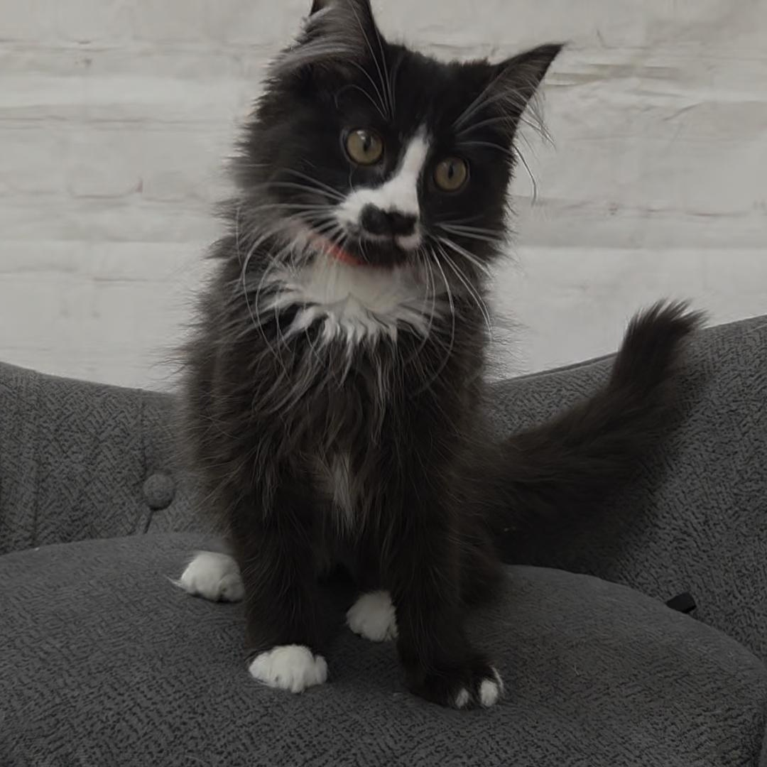 Enlarge Starfish, an adopted Domestic Medium Hair in Red Wing, MN image 2/3