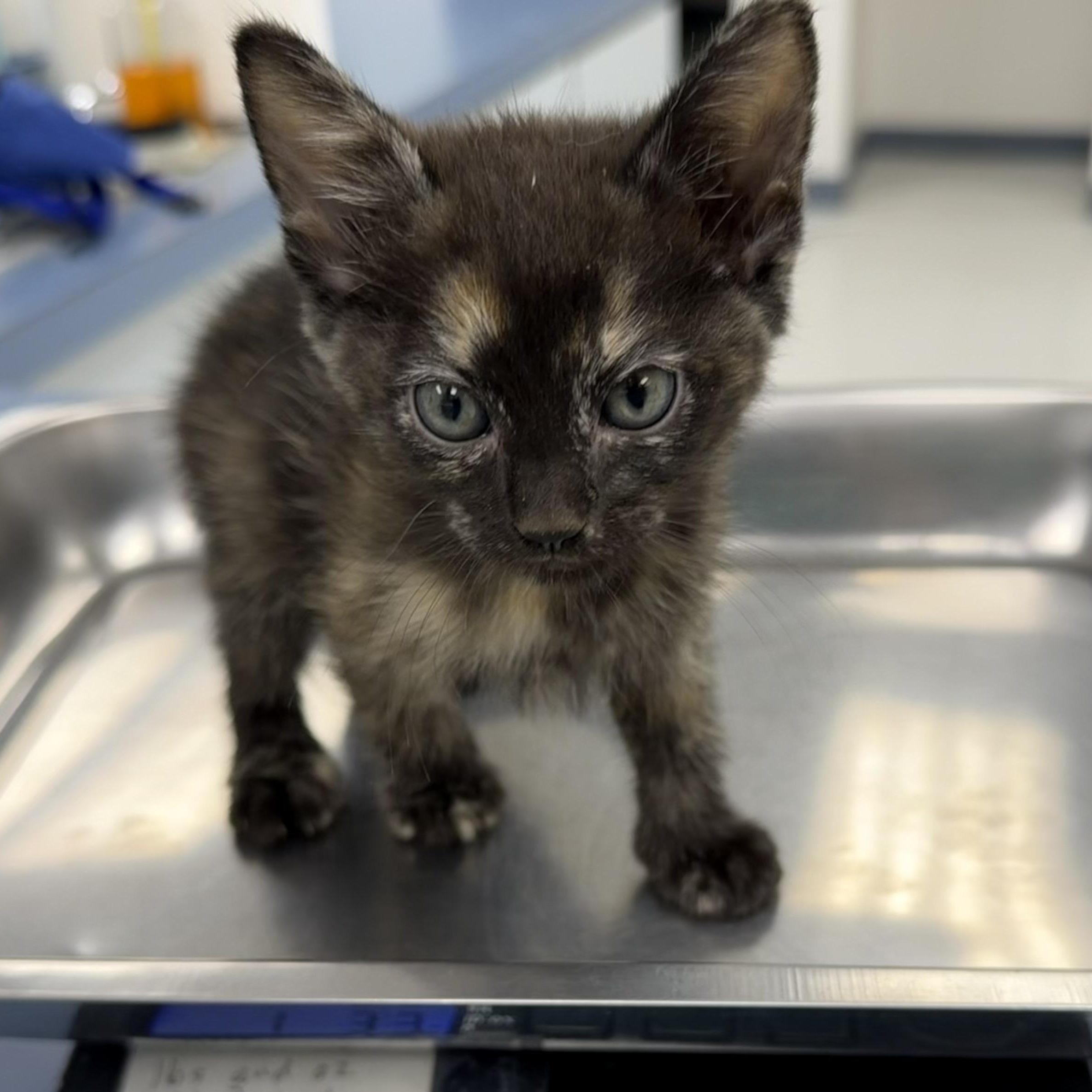 Kicks, Adoptable, Kitten Female Tortoiseshell.