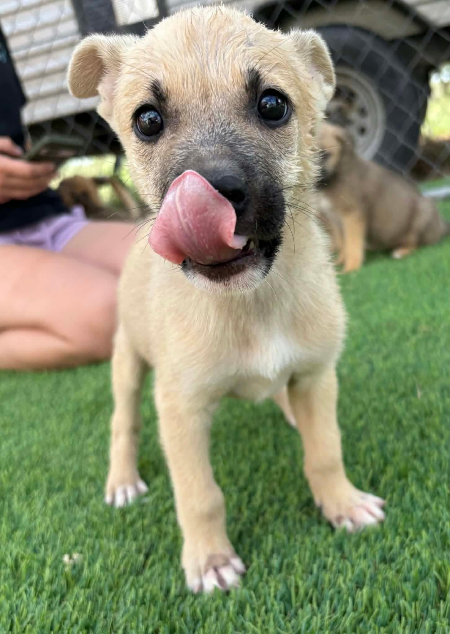 Enlarge Minerva, a Adoptable mixed breed in Sierra Vista, AZ image 2/2
