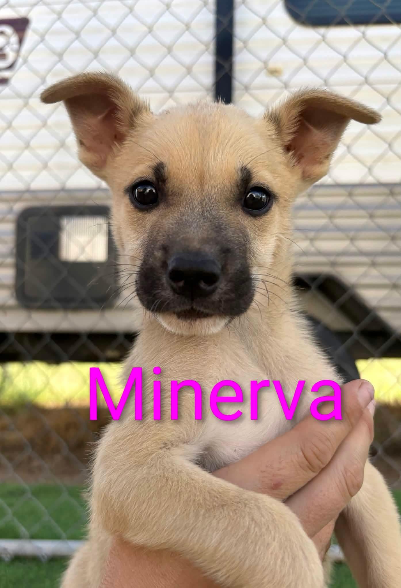Minerva, Adoptable, Puppy Female Belgian Shepherd / Malinois.