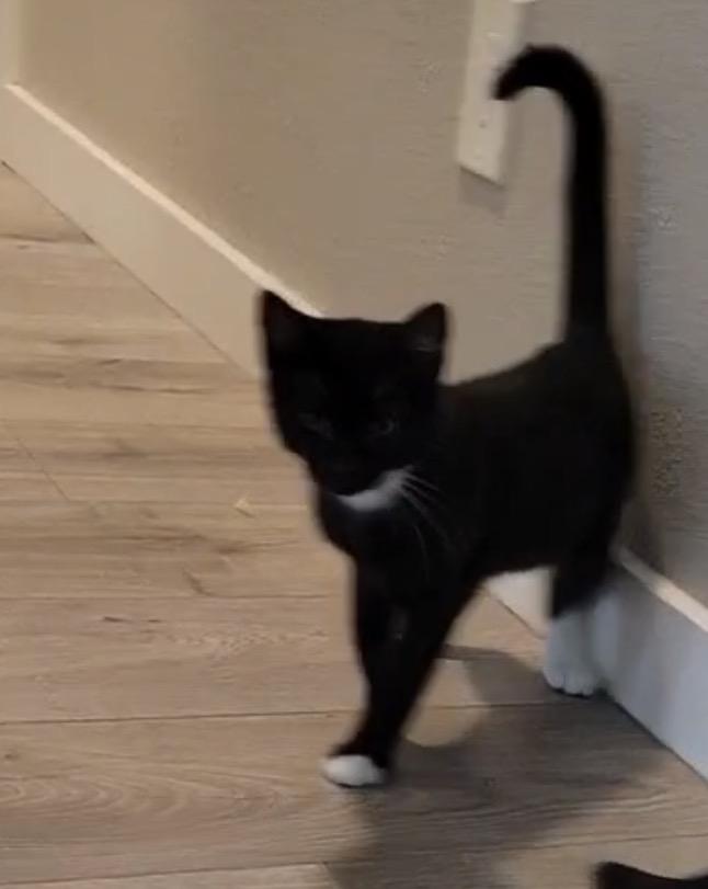 Benny, a ADOPTABLE Domestic Short Hair in Bonney Lake, WA image 3/3