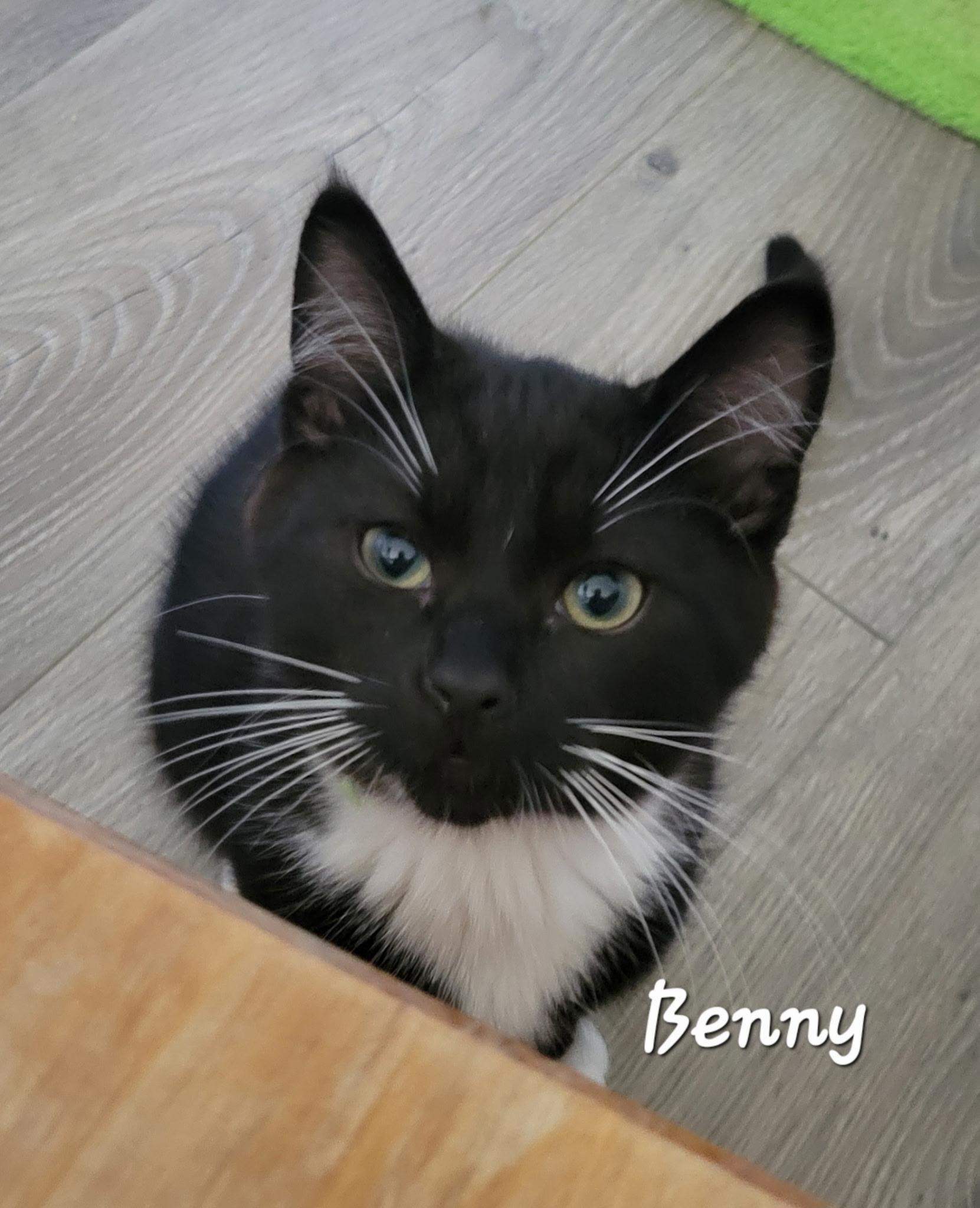 Benny, ADOPTABLE, Kitten Male Domestic Short Hair.