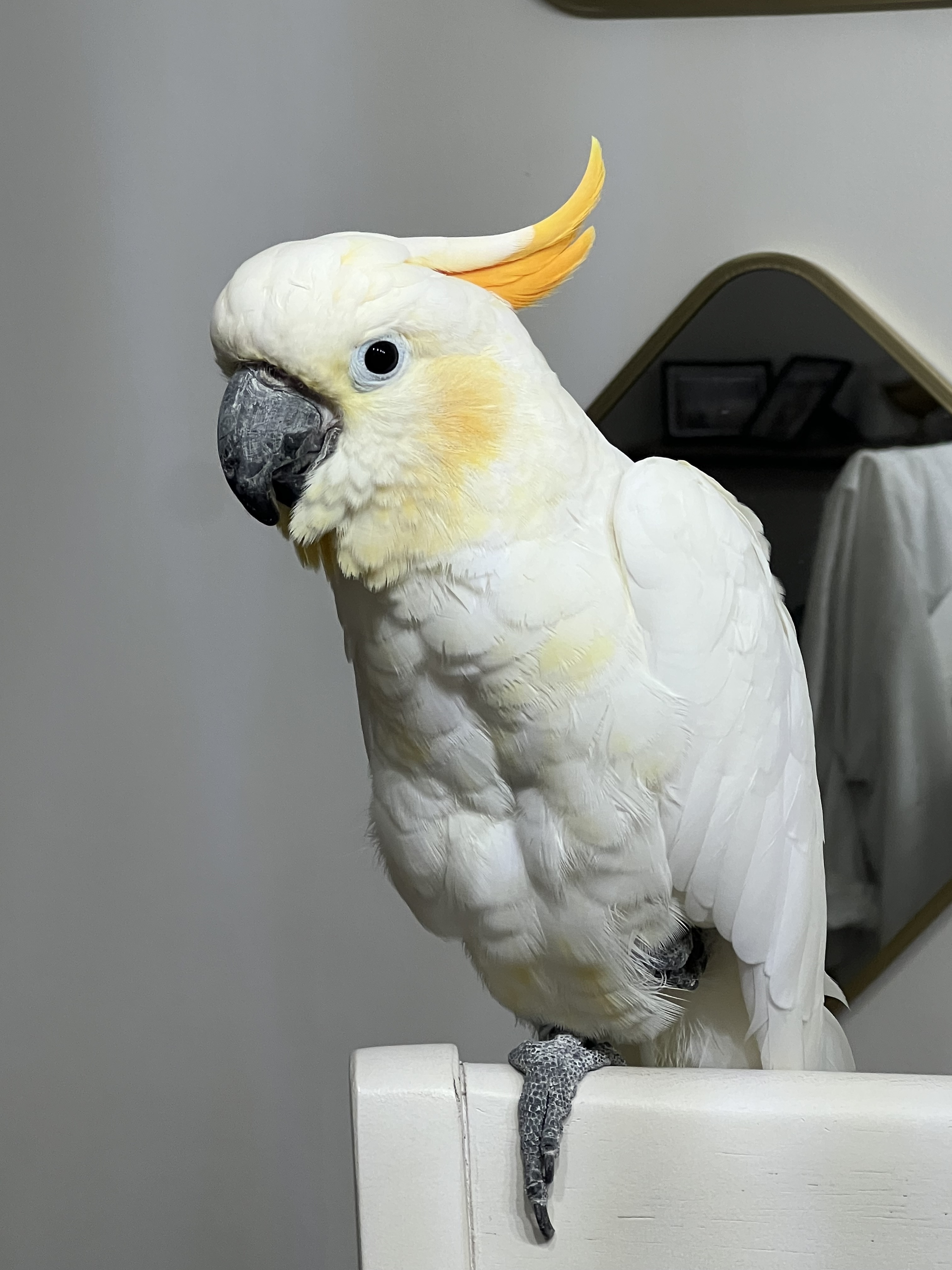 Parrot for adoption Star, a Cockatoo in North Babylon, NY Petfinder