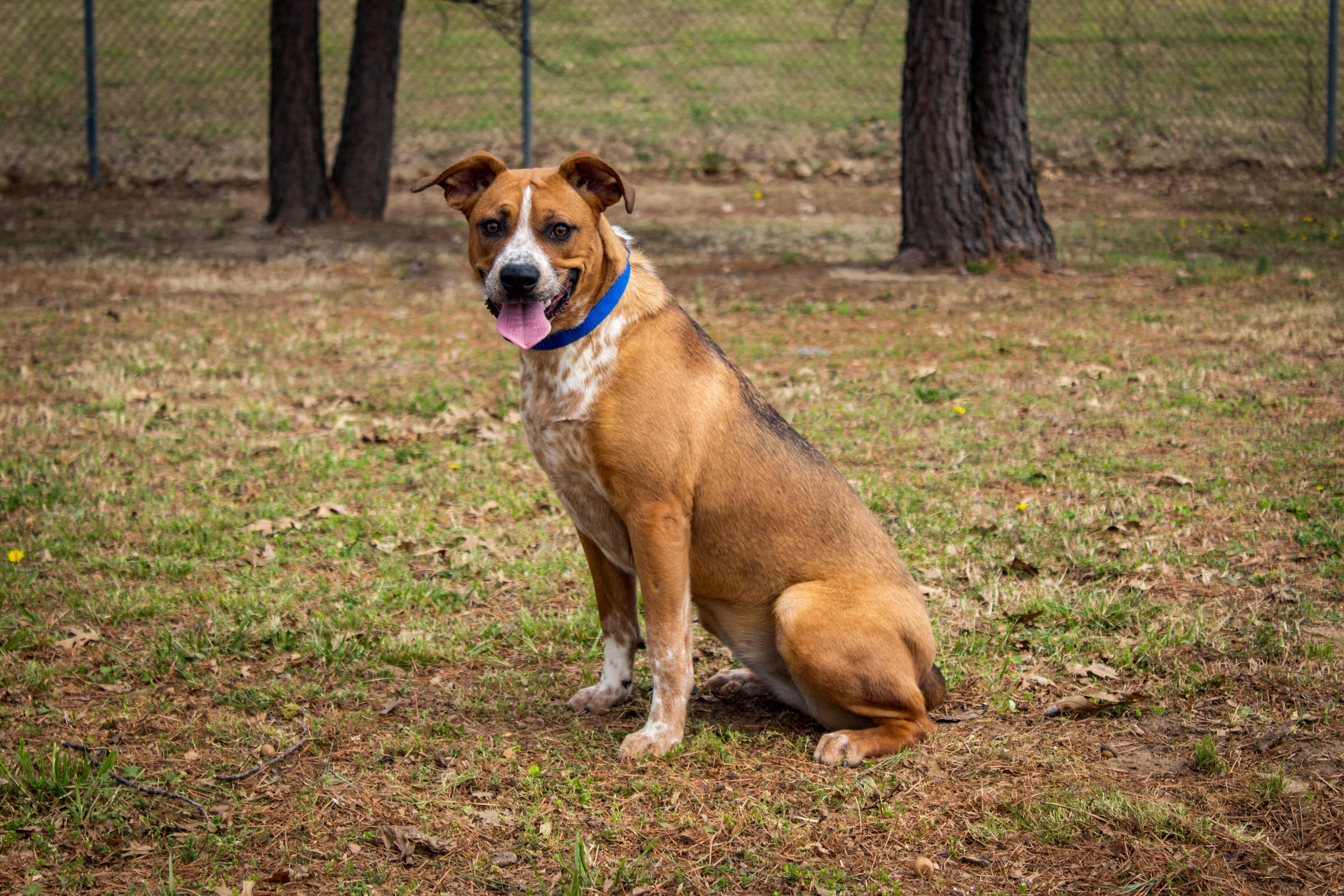 Enlarge TWIX, an adoptable mixed breed in Jenks, OK image 1/3