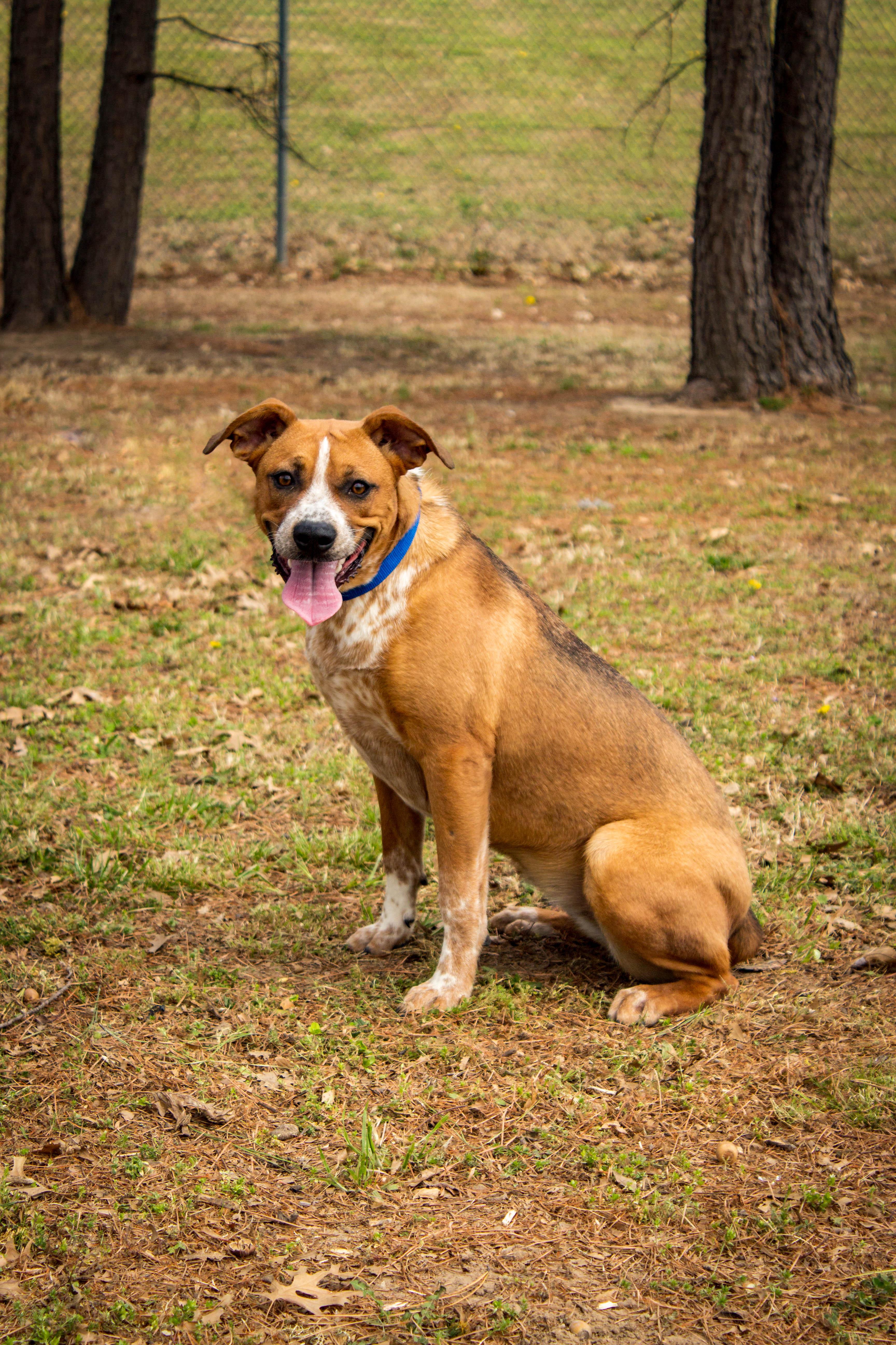 Enlarge TWIX, an adoptable mixed breed in Jenks, OK image 2/3
