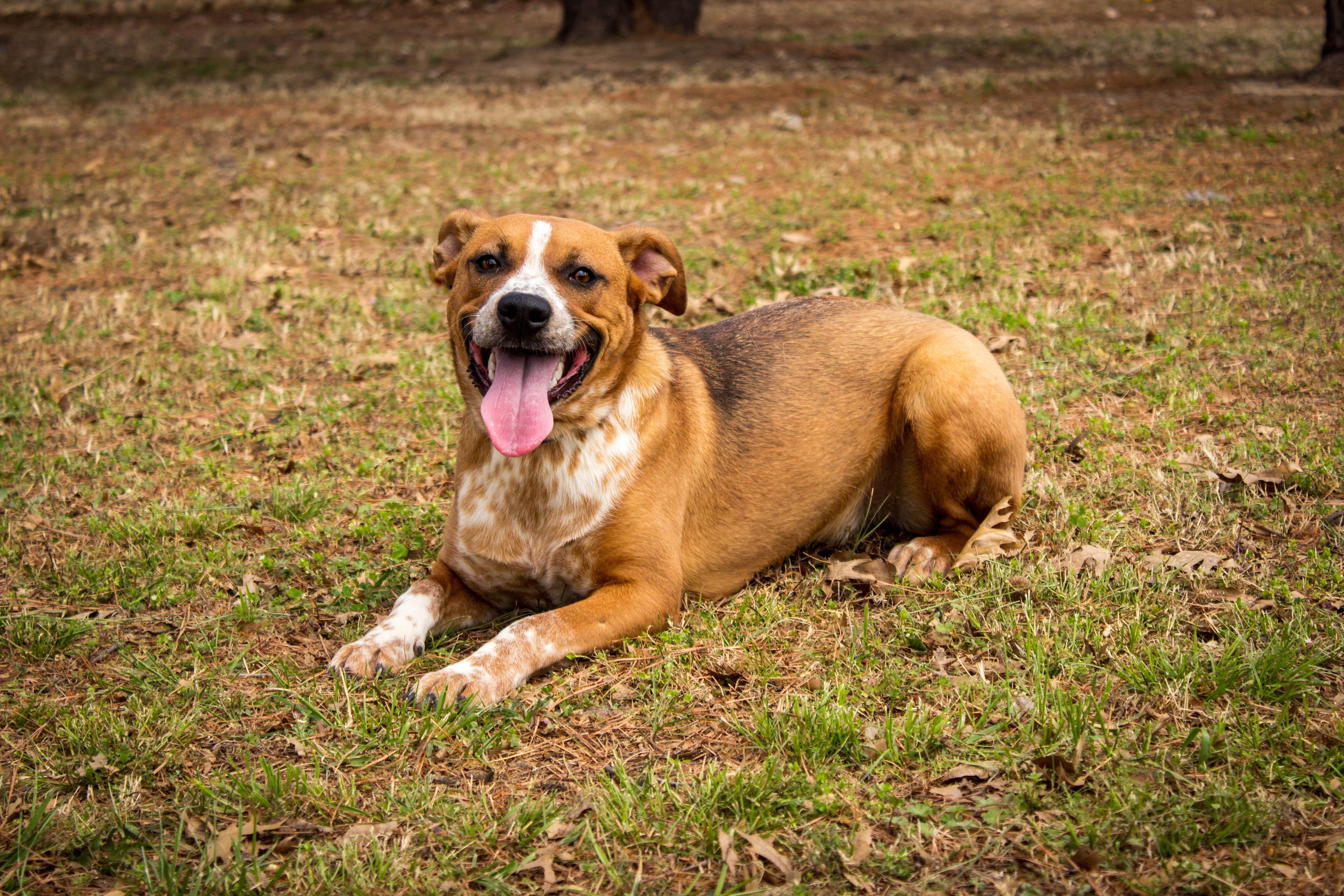 Enlarge TWIX, an adoptable mixed breed in Jenks, OK image 3/3