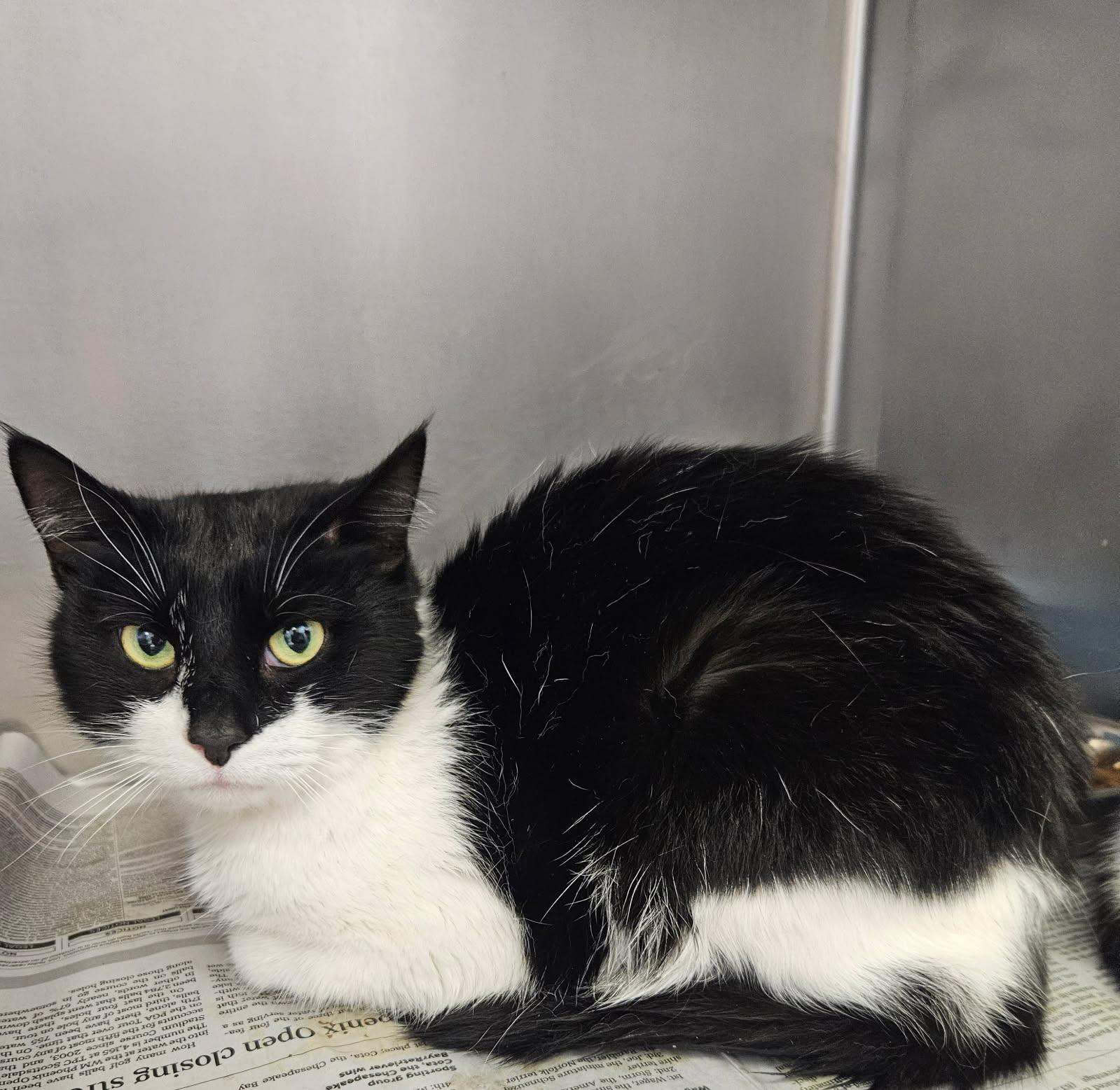 Dorris, adopted, Adult Female Domestic Short Hair.