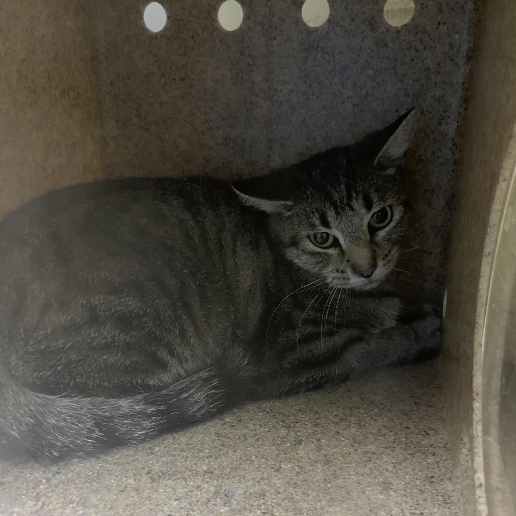 Enlarge Slate, a Adoptable Domestic Short Hair in Cheyenne, WY image 1/1