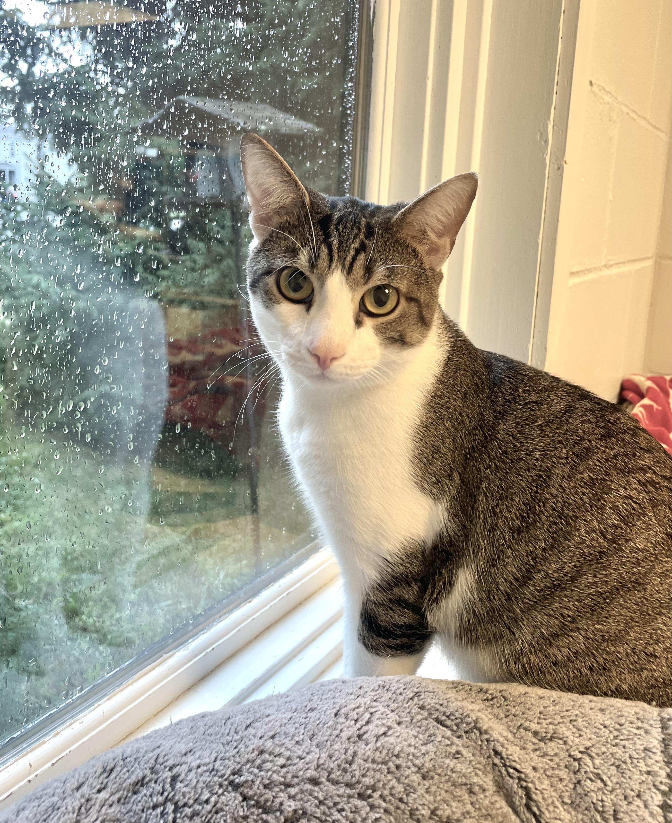 Enlarge Trent, an adopted Domestic Short Hair in Cincinnati, OH image 4/6