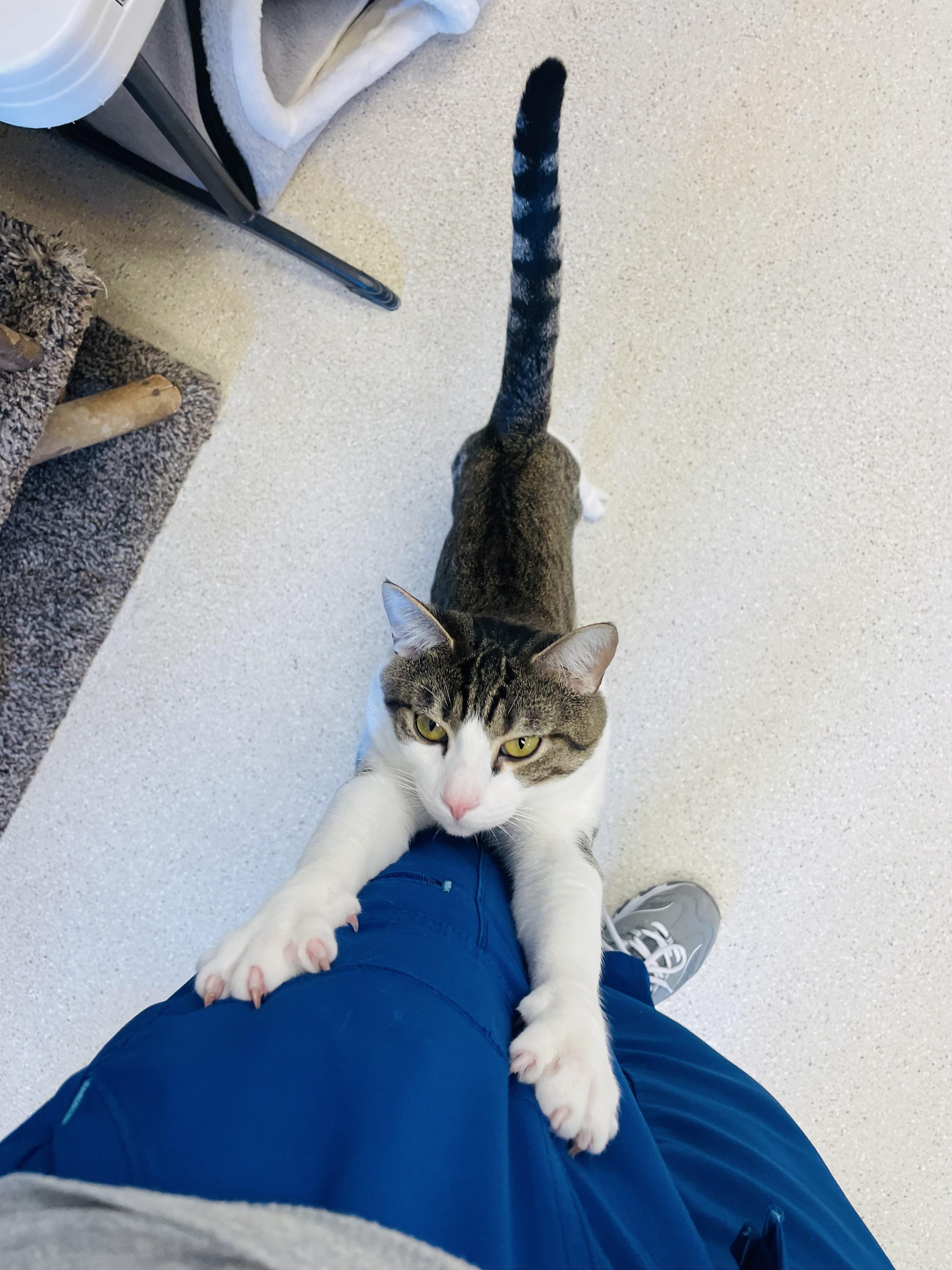 Trent, adopted, Young Male Domestic Short Hair.